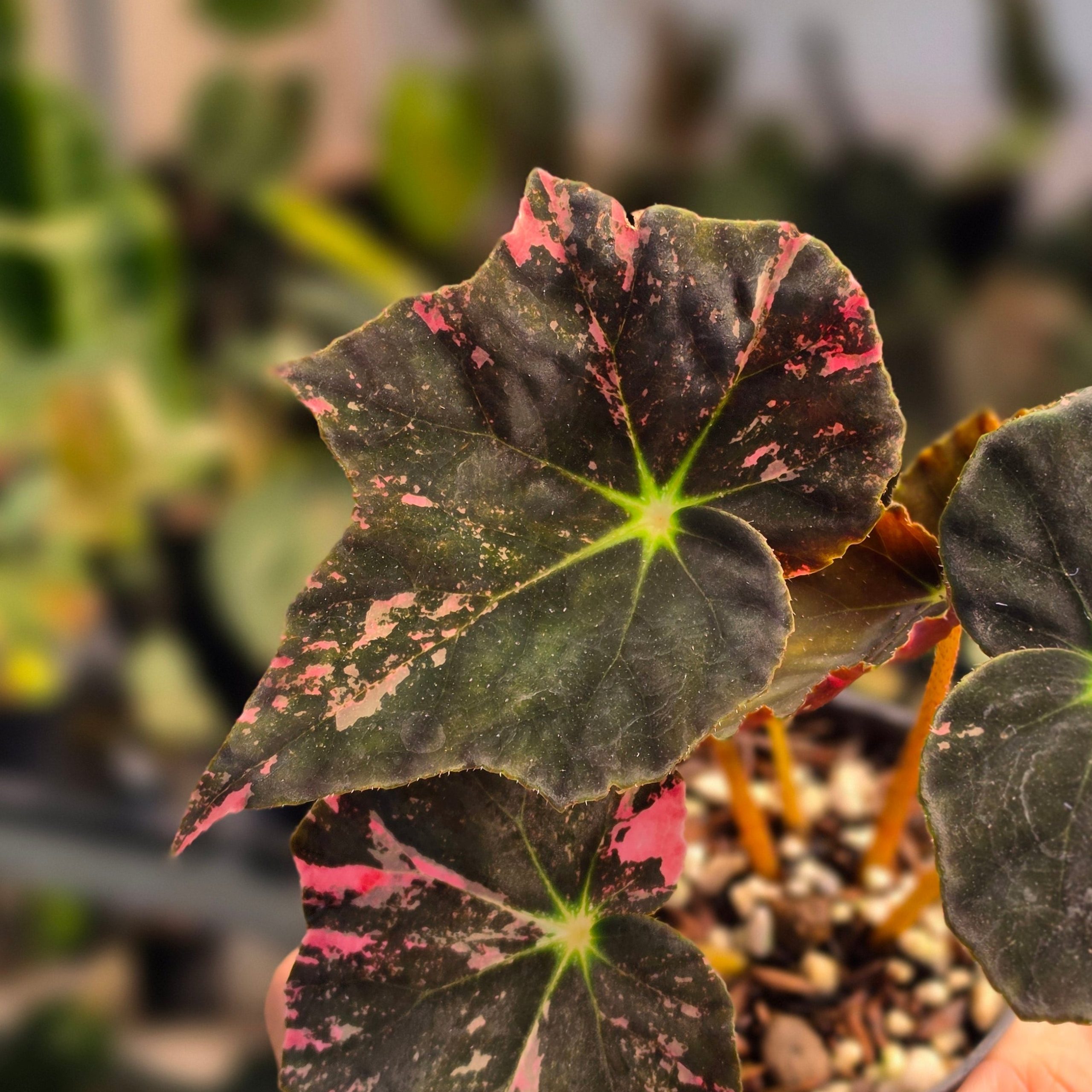 Begonia black fang pink variegated - Image 4