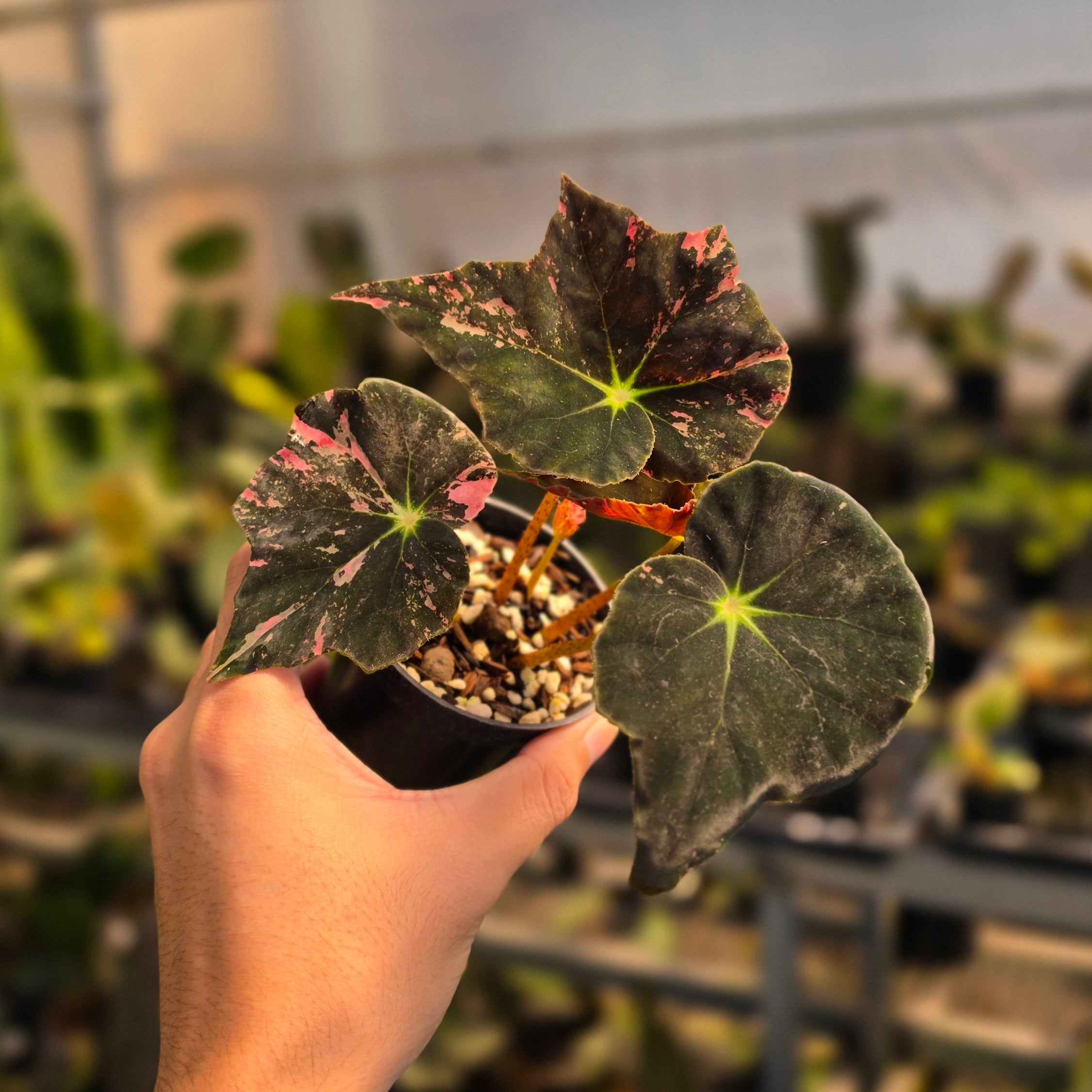 Begonia black fang pink variegated - Image 5