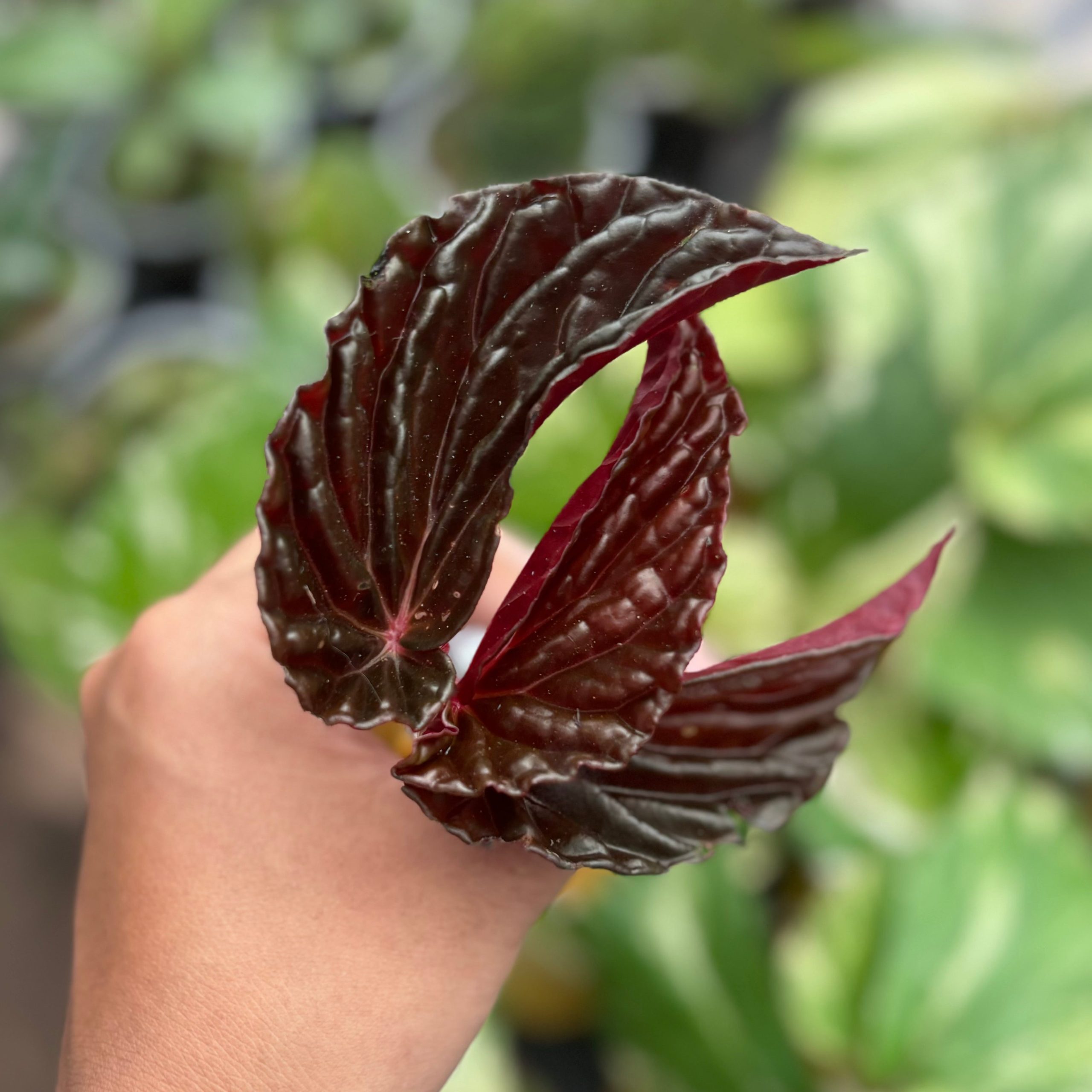 Begonia blood of black Sp Borneo - Image 2