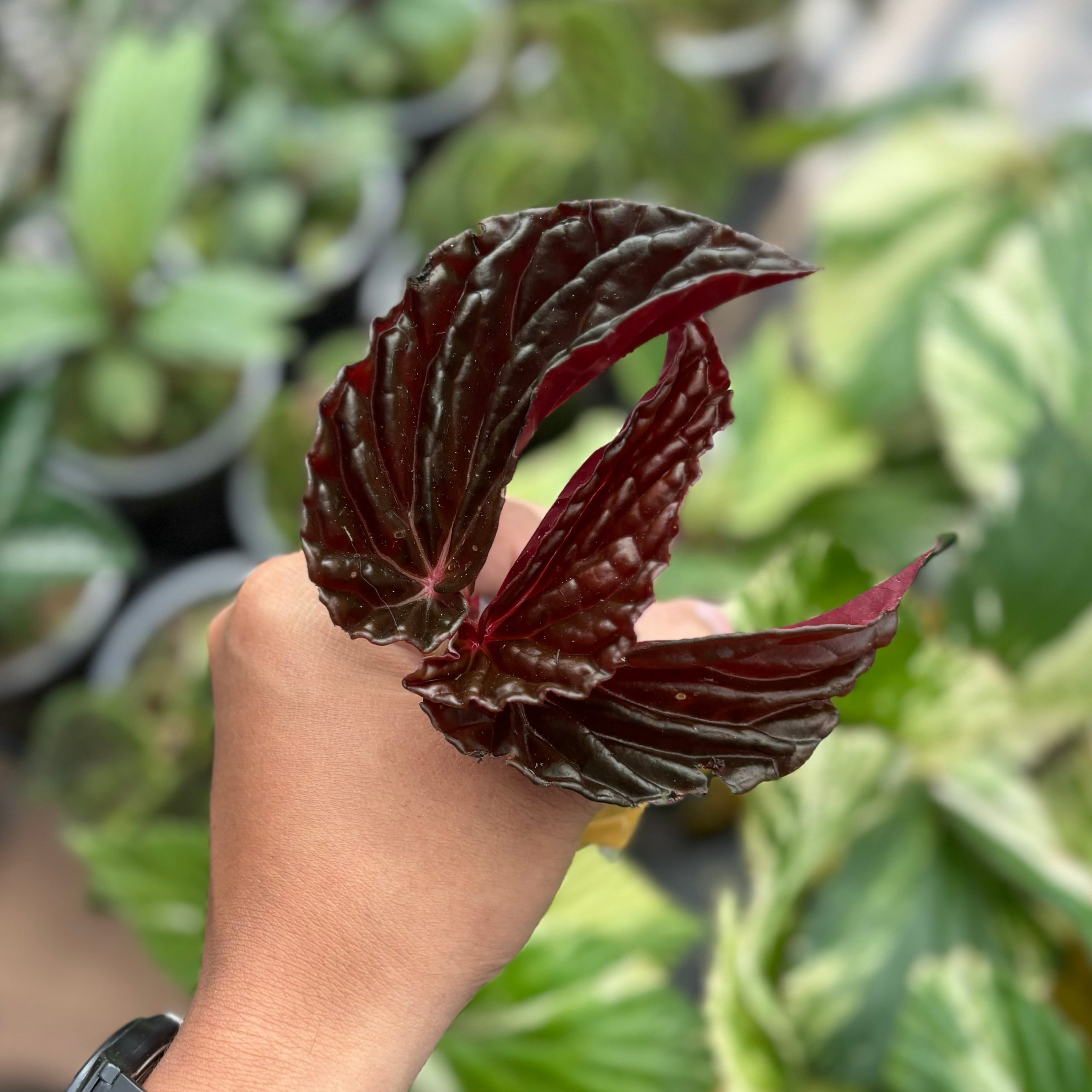 Begonia blood of black Sp Borneo - Image 3