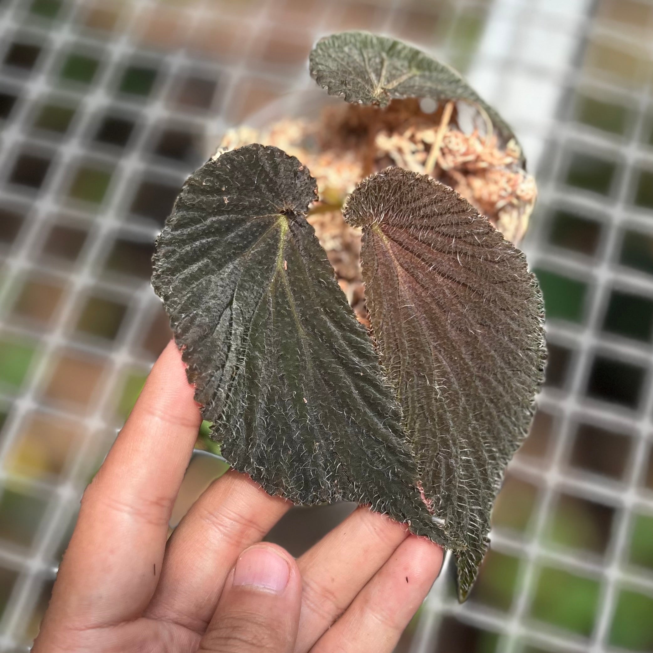 Begonia lambii red velvet - Image 2