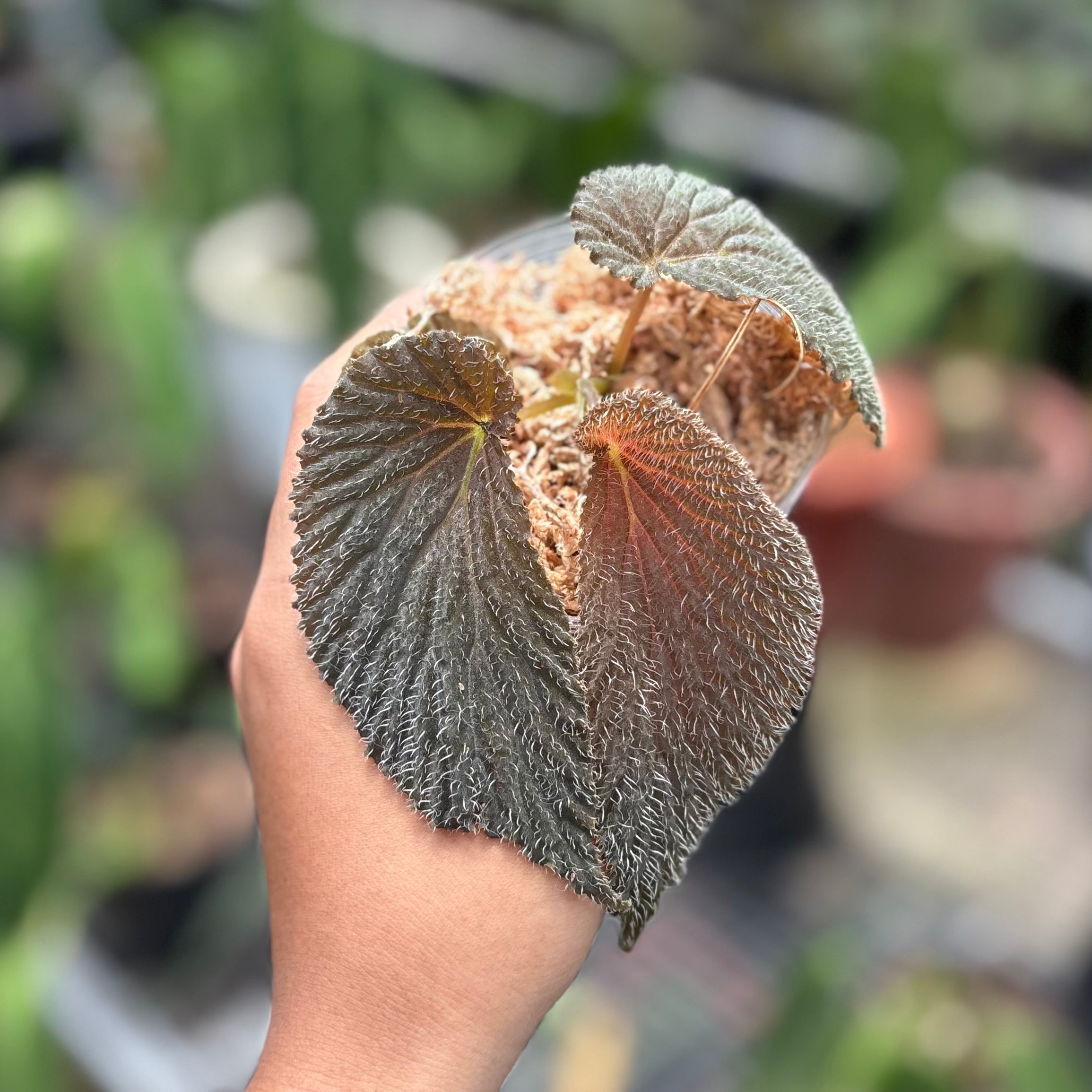 Begonia lambii red velvet - Image 3