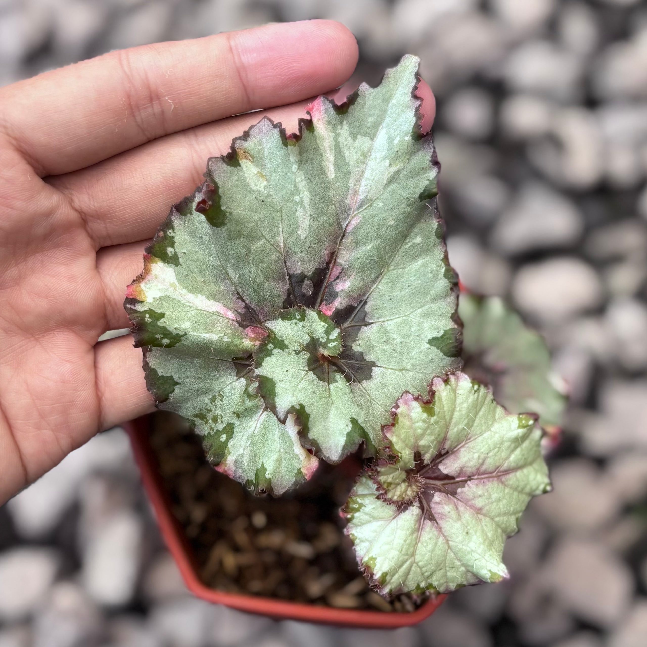 Begonia rex snail / ‘escargot’ silver variegated - Image 2