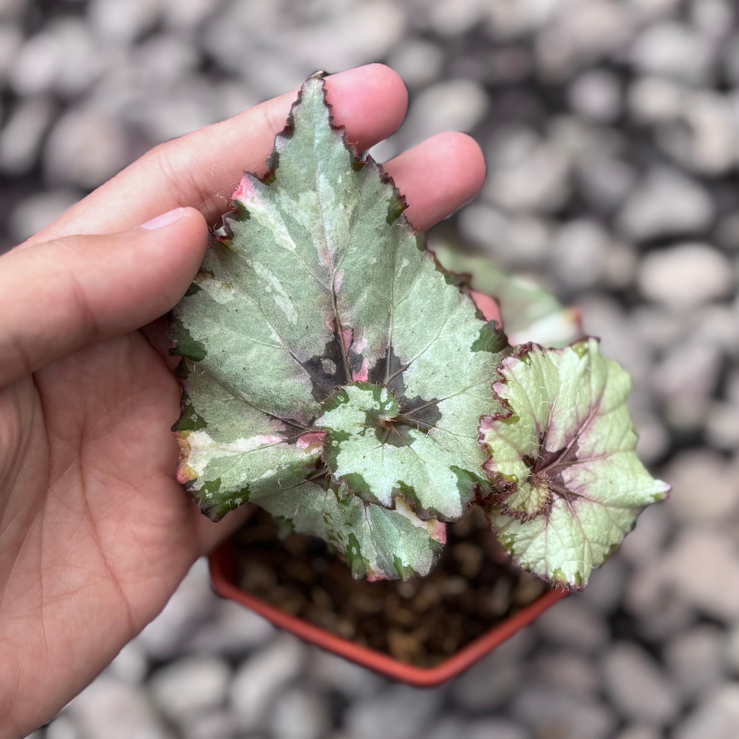 Begonia rex snail / ‘escargot’ silver variegated - Image 3