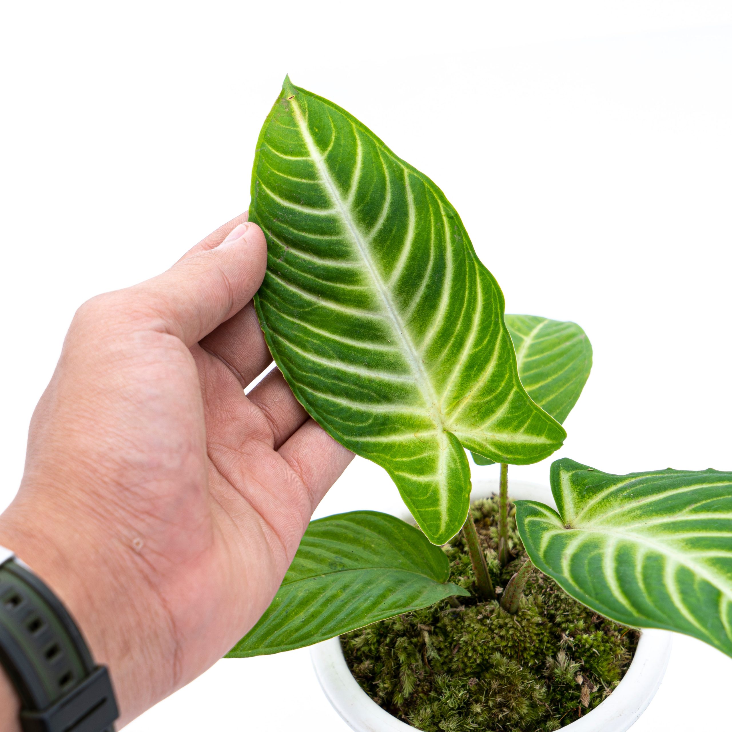 Caladium Lindenii - Xanthosoma - Image 2
