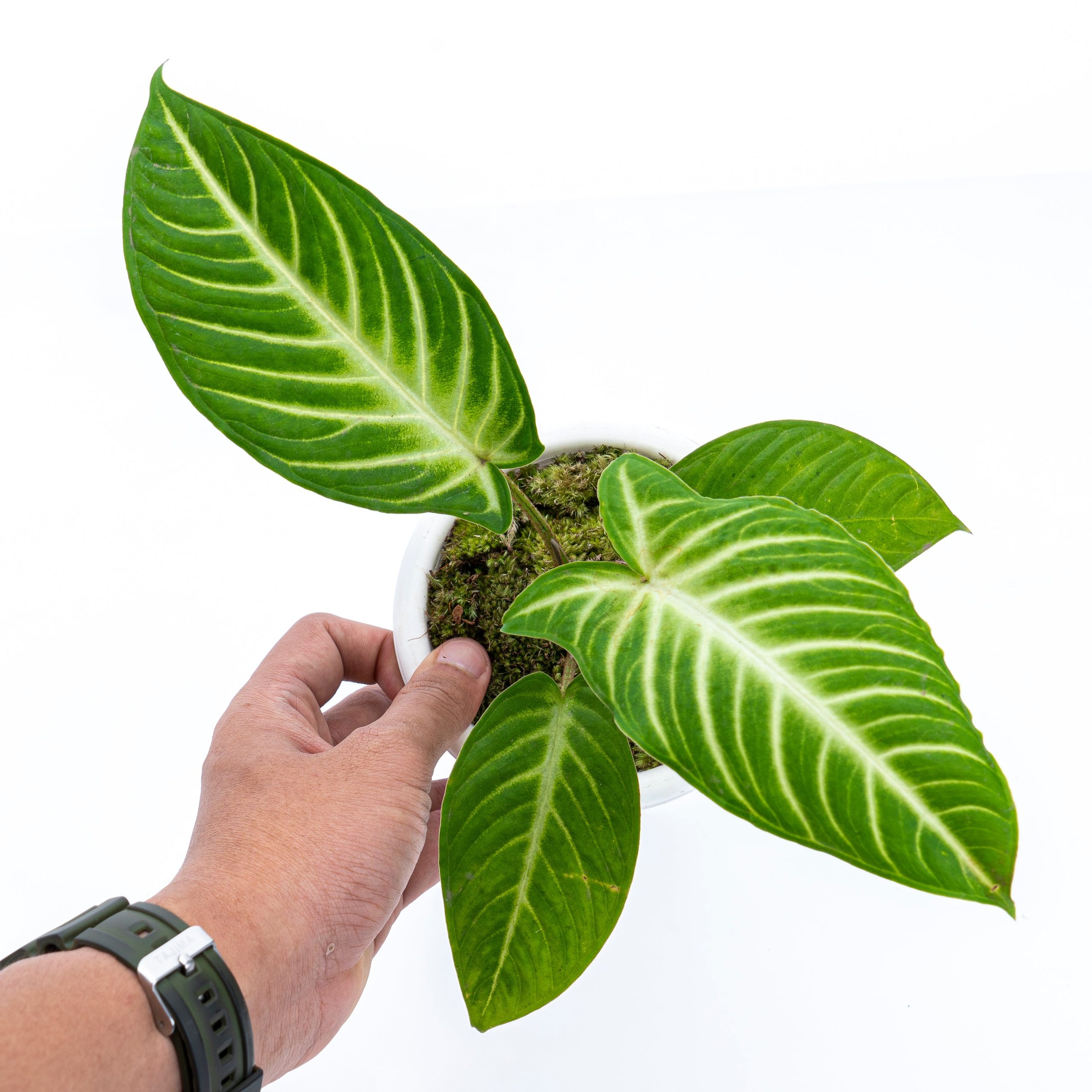 Caladium Lindenii - Xanthosoma - Image 3