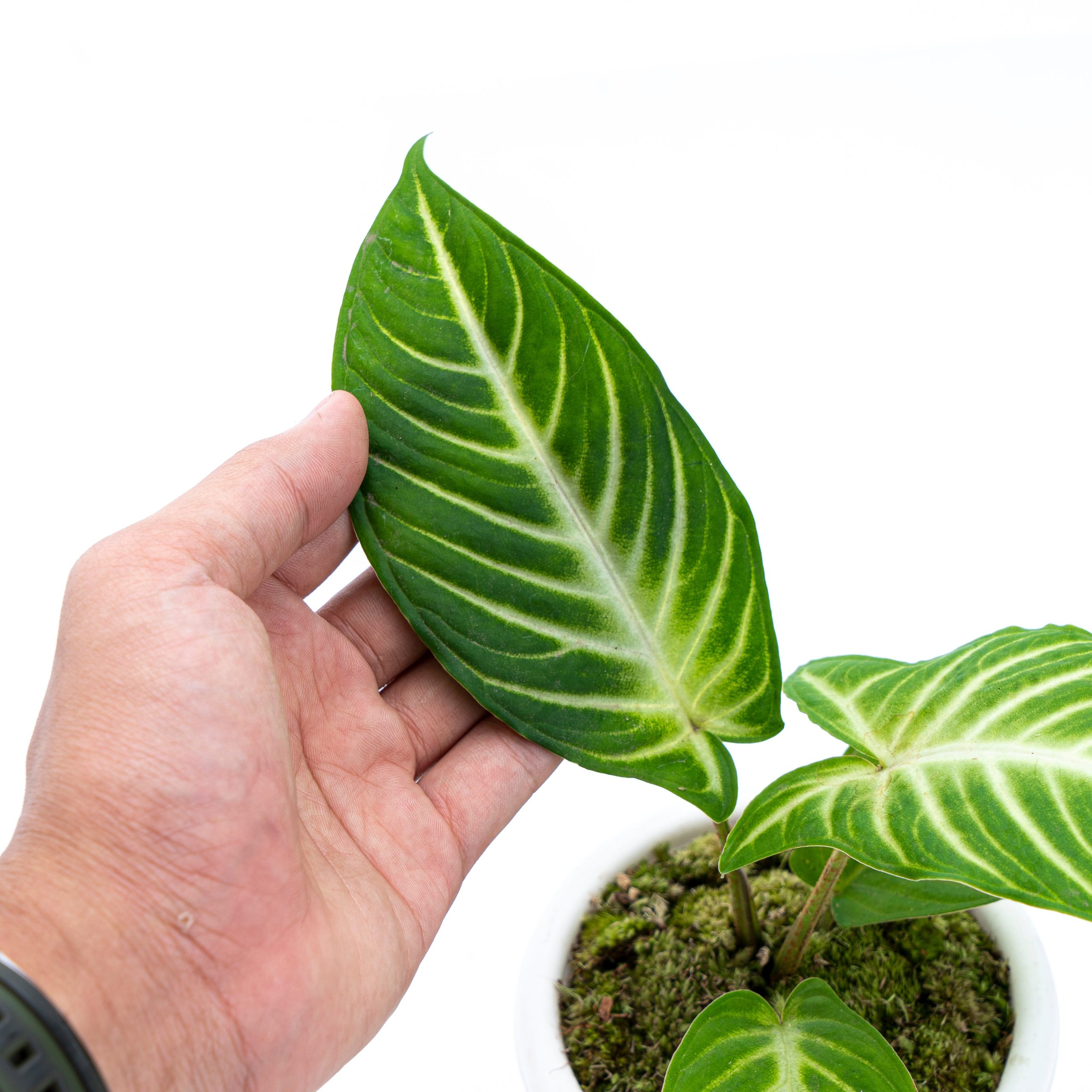 Caladium Lindenii - Xanthosoma - Image 4