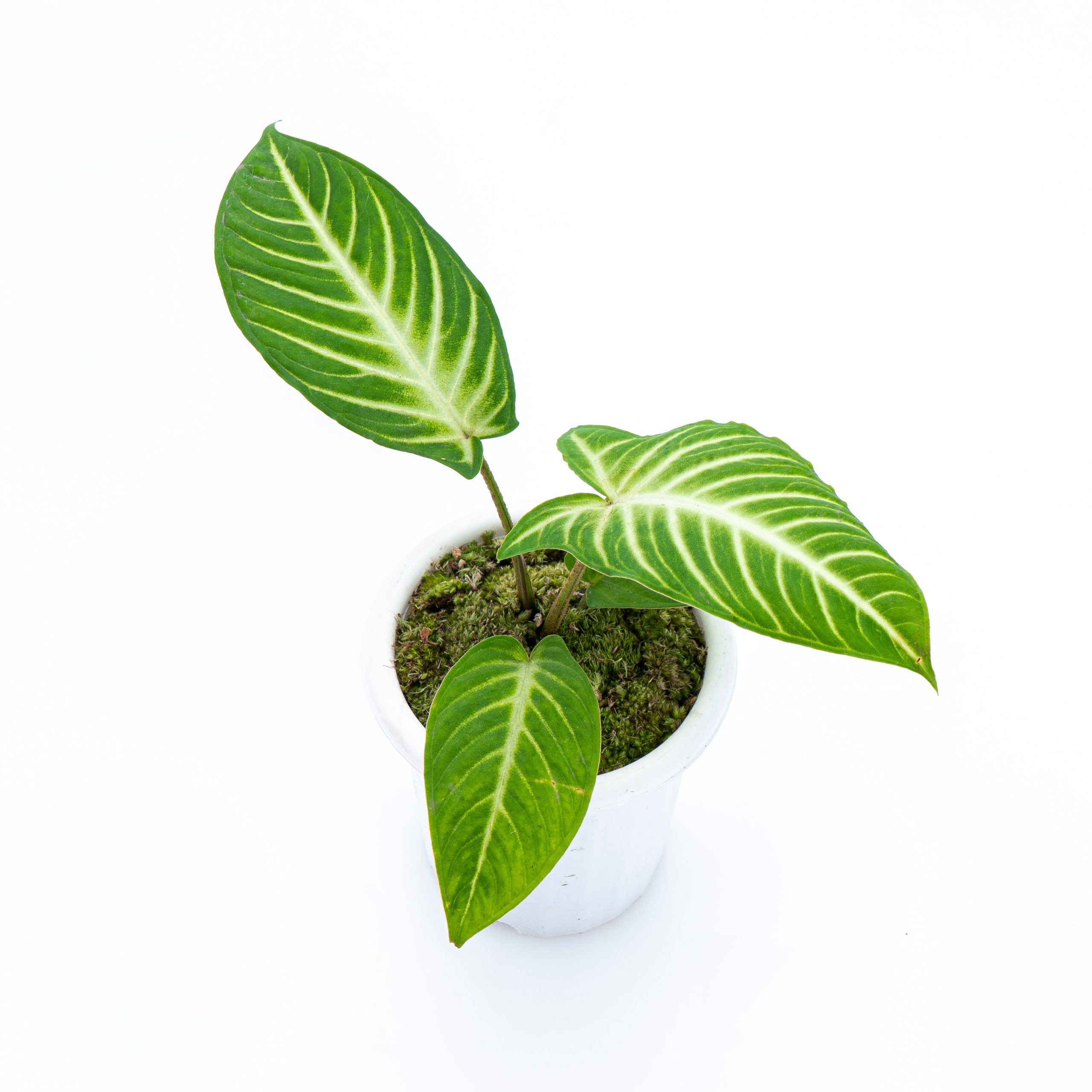 Caladium Lindenii - Xanthosoma - Image 5