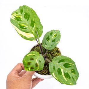 Calathea Butterfly Variegated