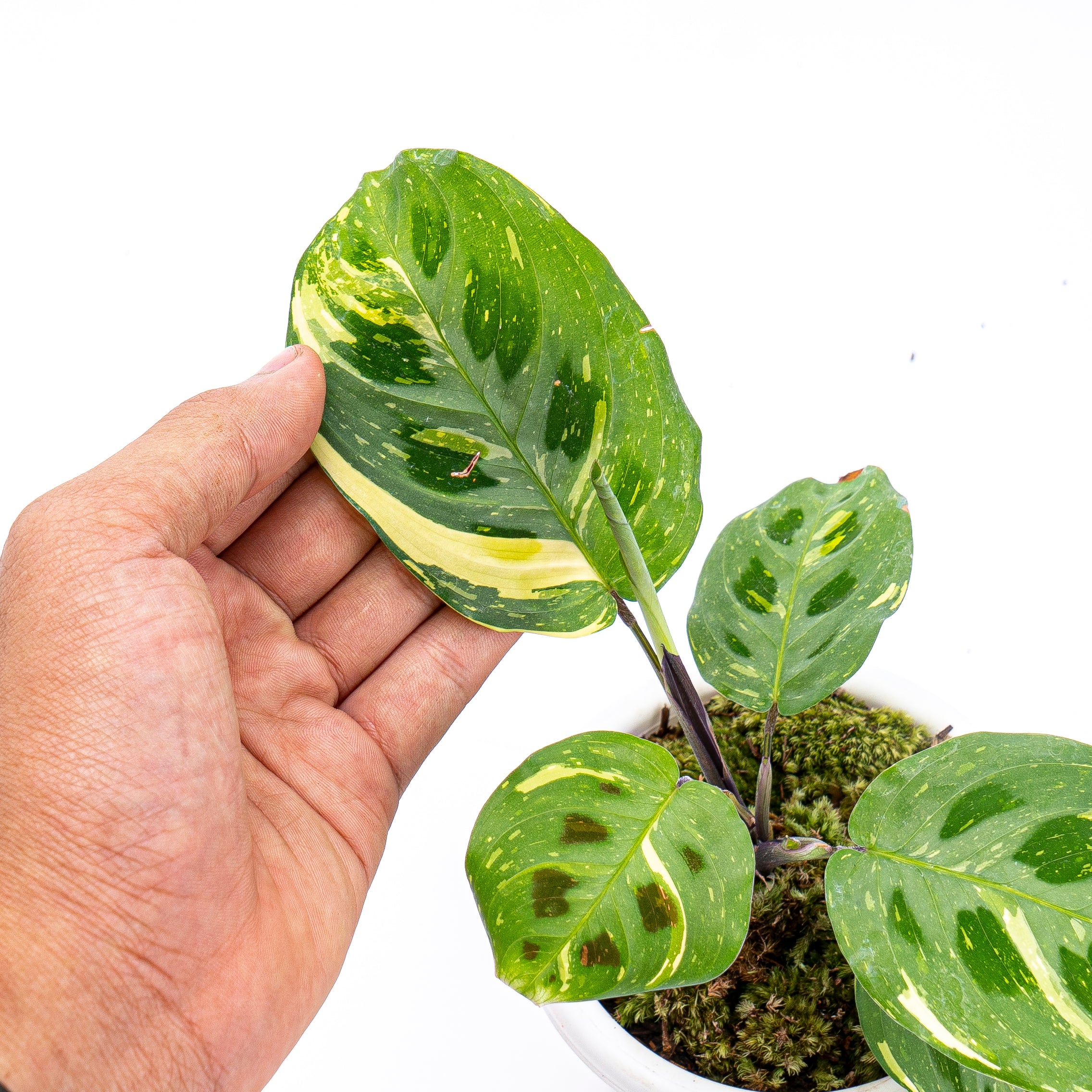 Calathea Butterfly Variegated - Image 2