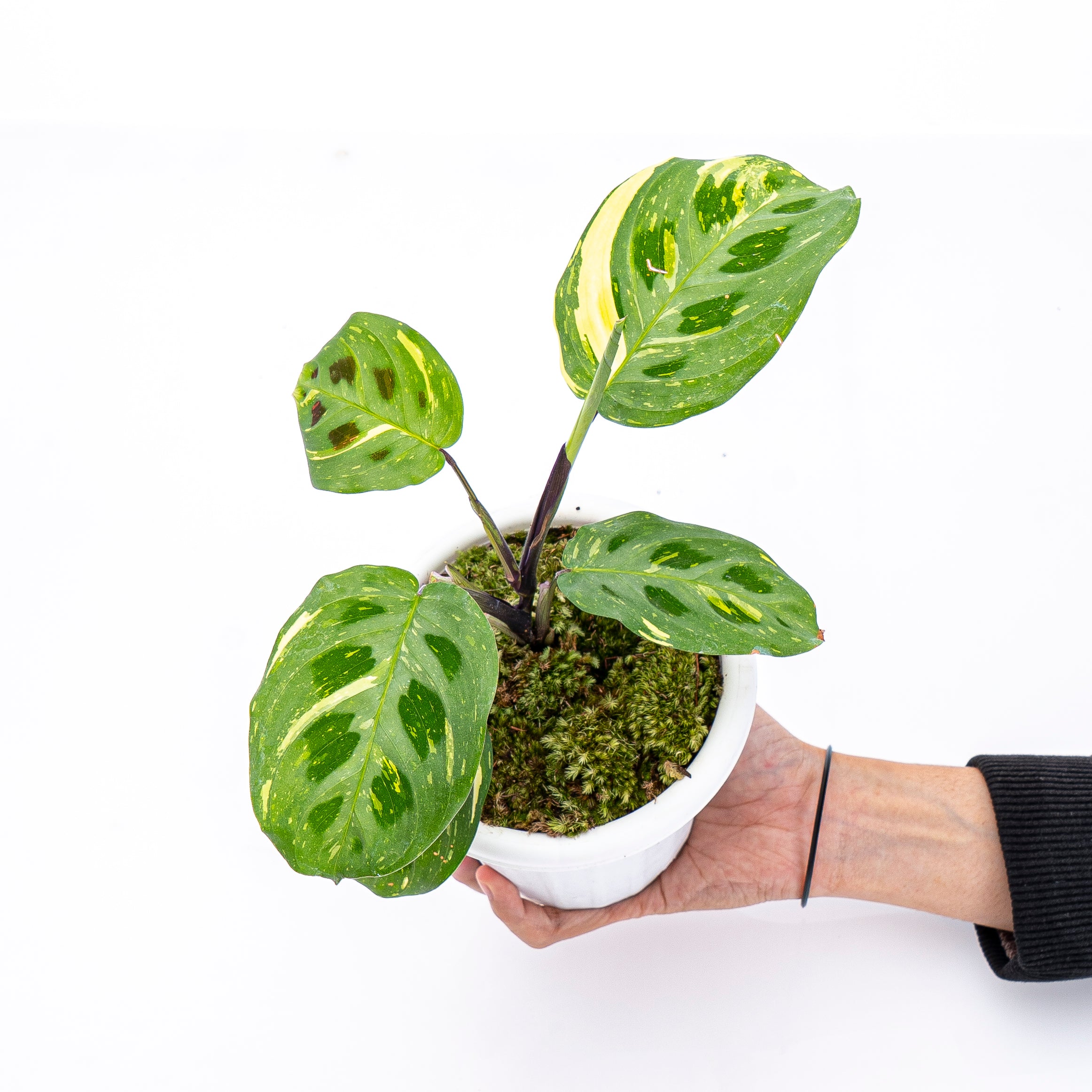 Calathea Butterfly Variegated - Image 3