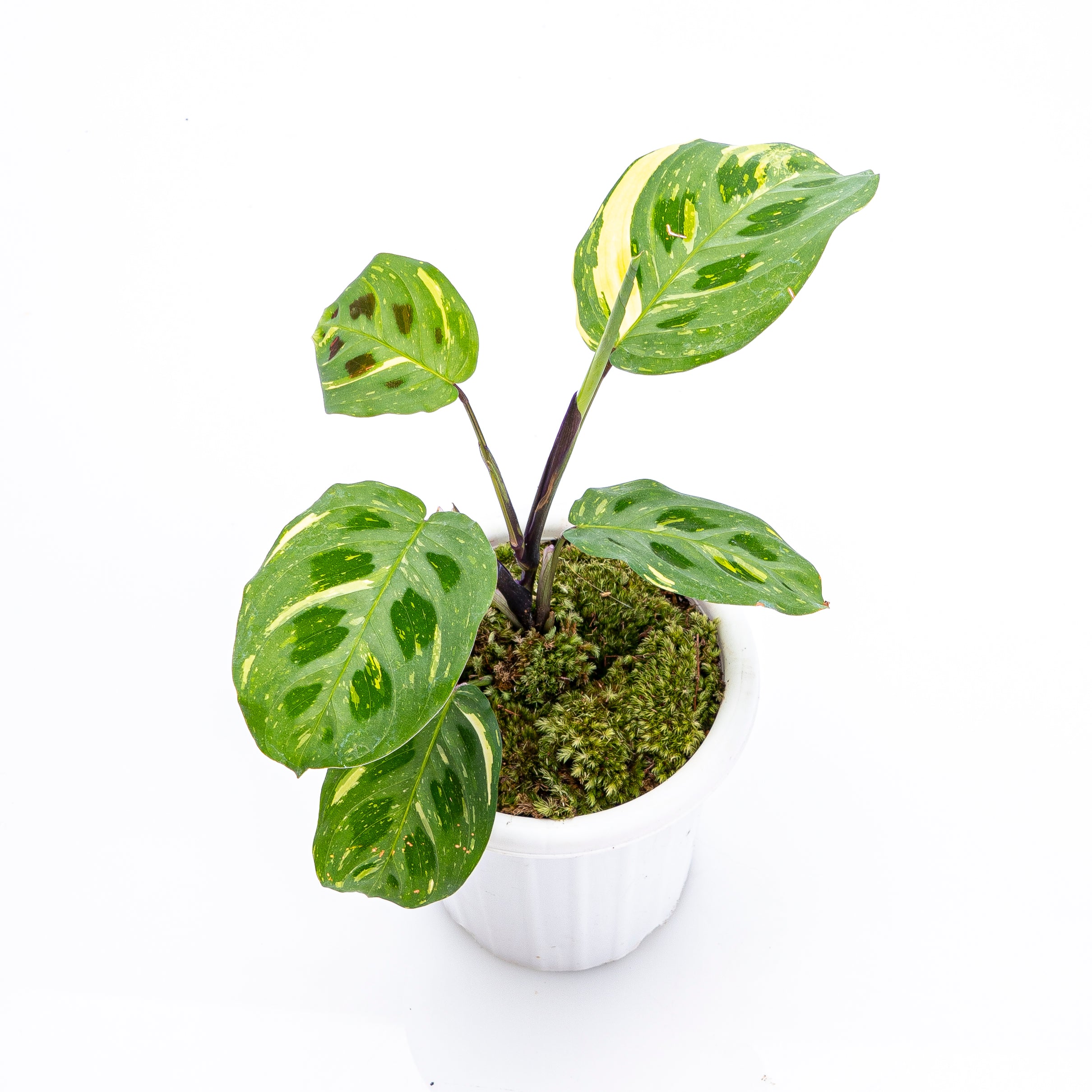 Calathea Butterfly Variegated - Image 4