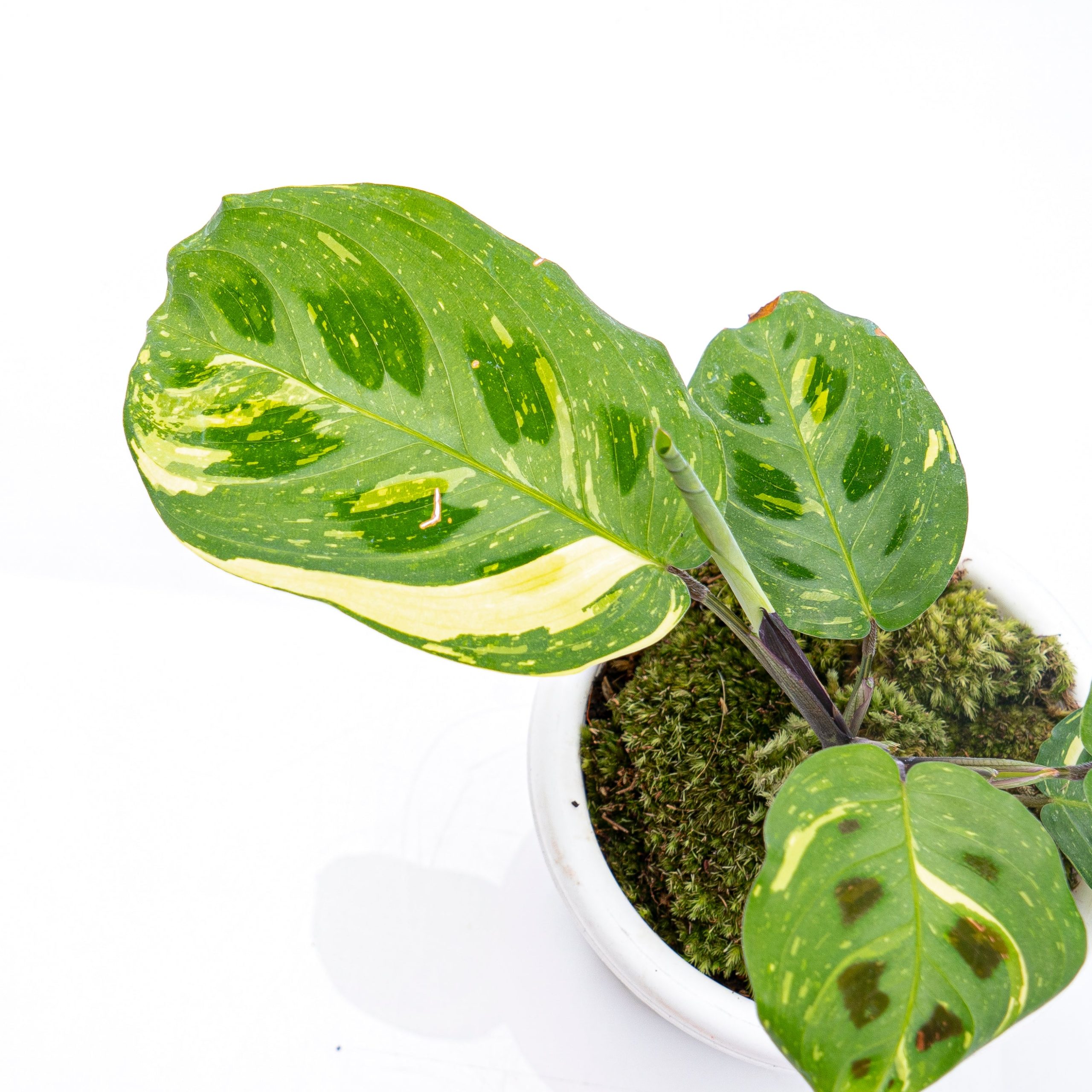 Calathea Butterfly Variegated - Image 5