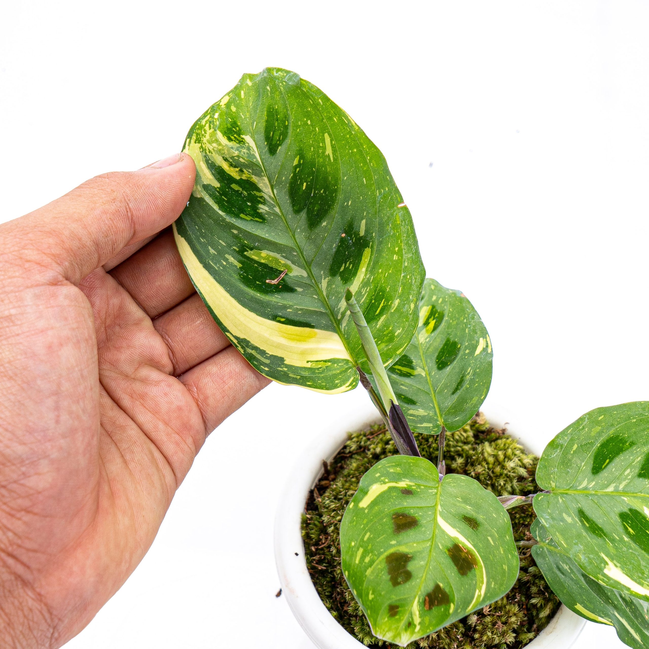 Calathea Butterfly Variegated - Image 6