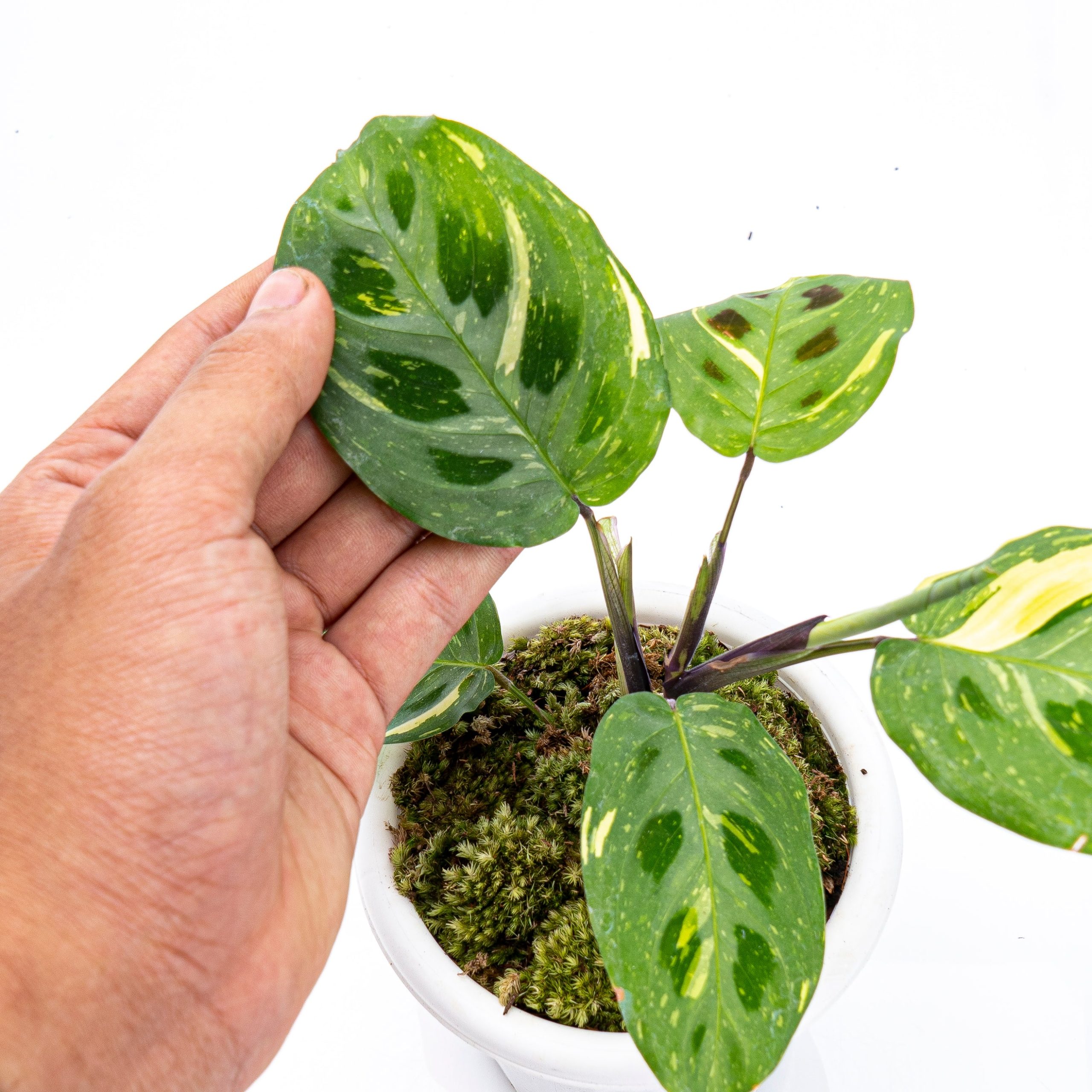 Calathea Butterfly Variegated - Image 7