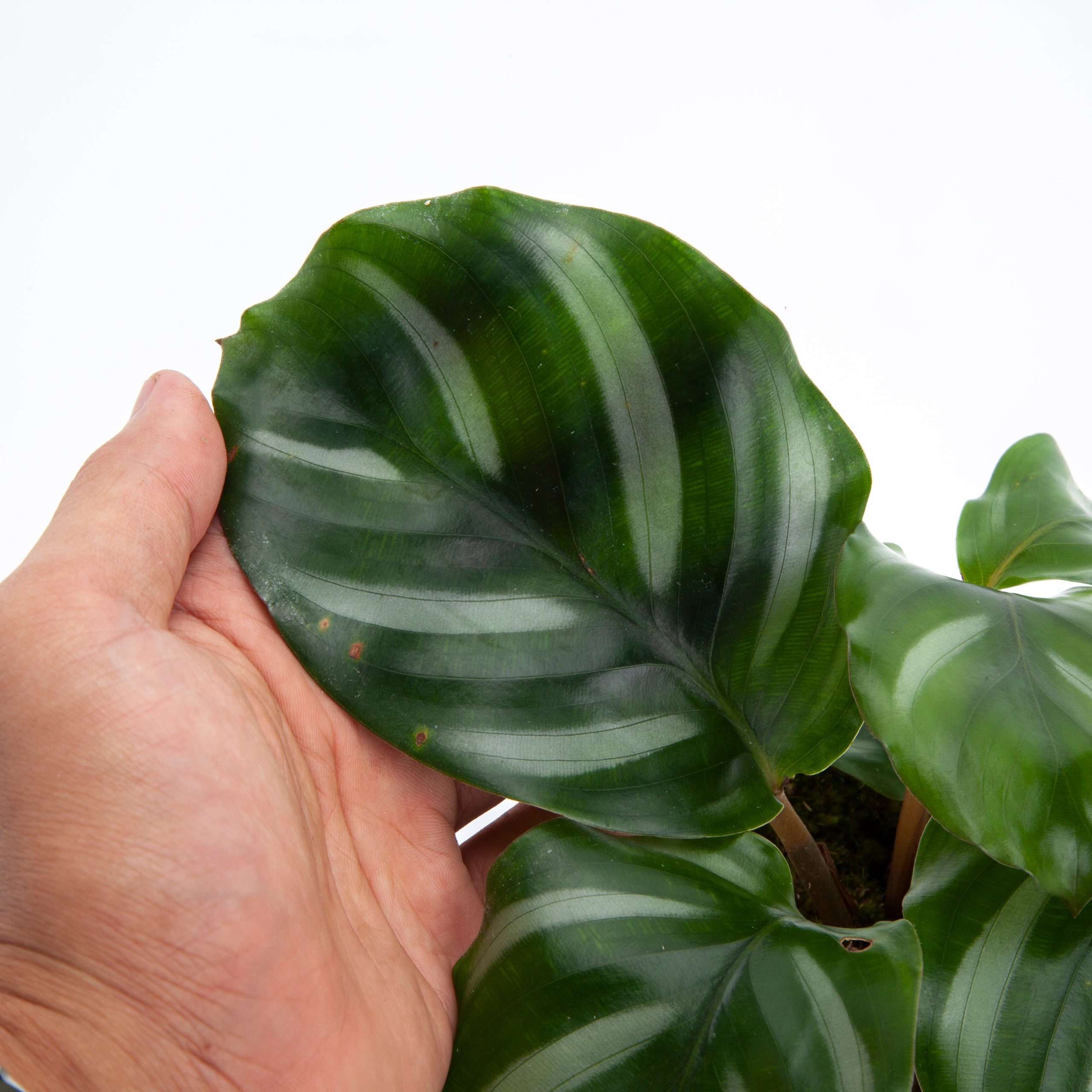 Calathea Fasciata - Image 2