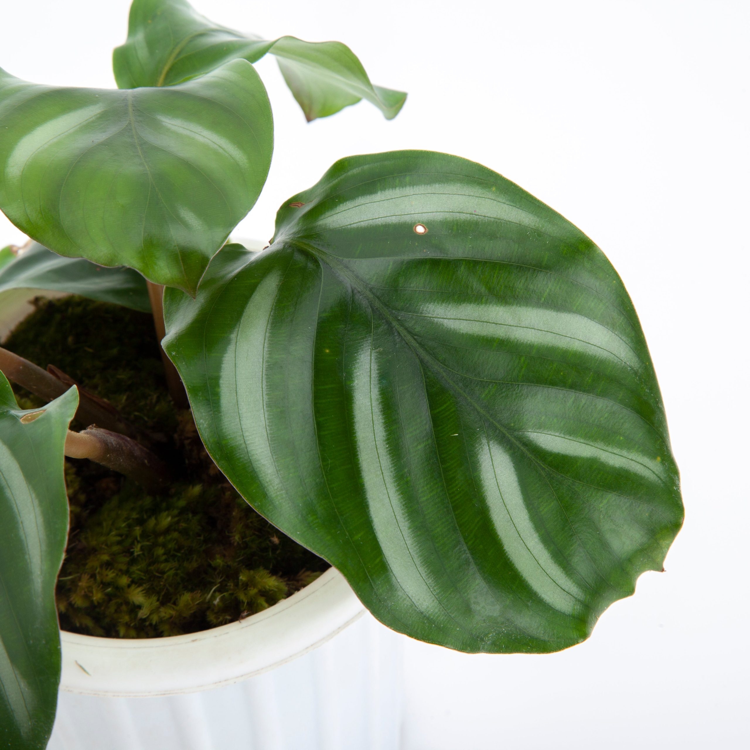 Calathea Fasciata - Image 3