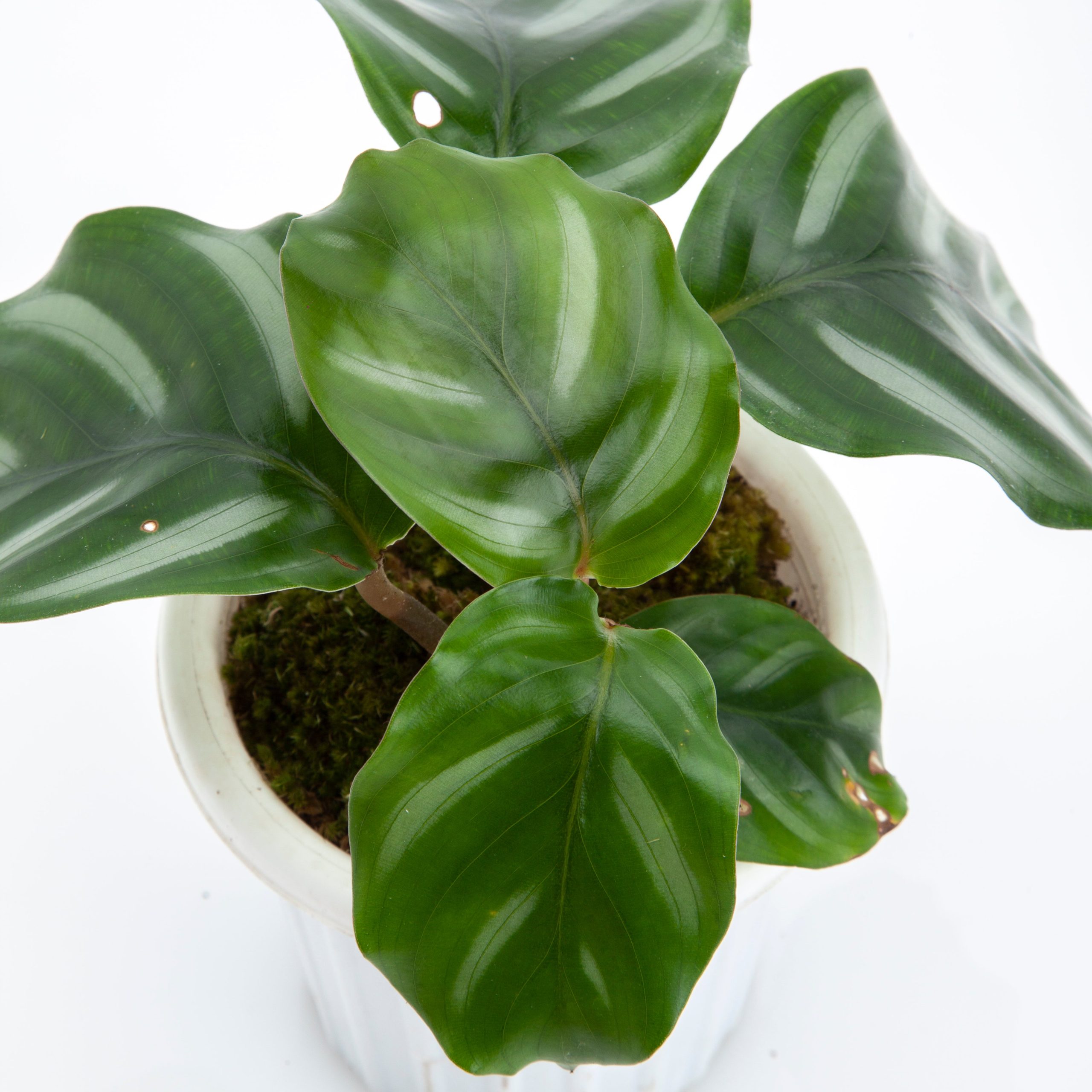 Calathea Fasciata - Image 4
