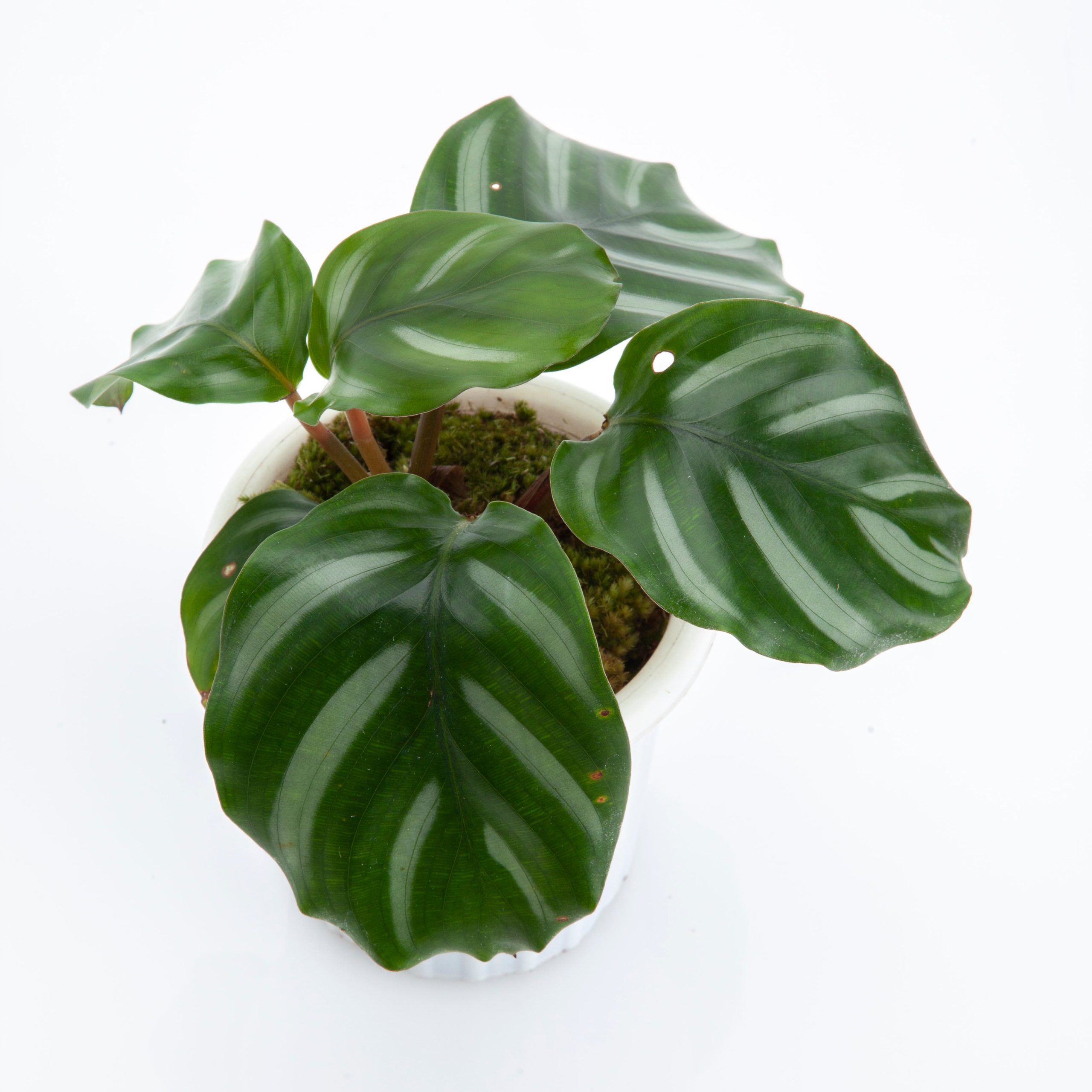 Calathea Fasciata - Image 5