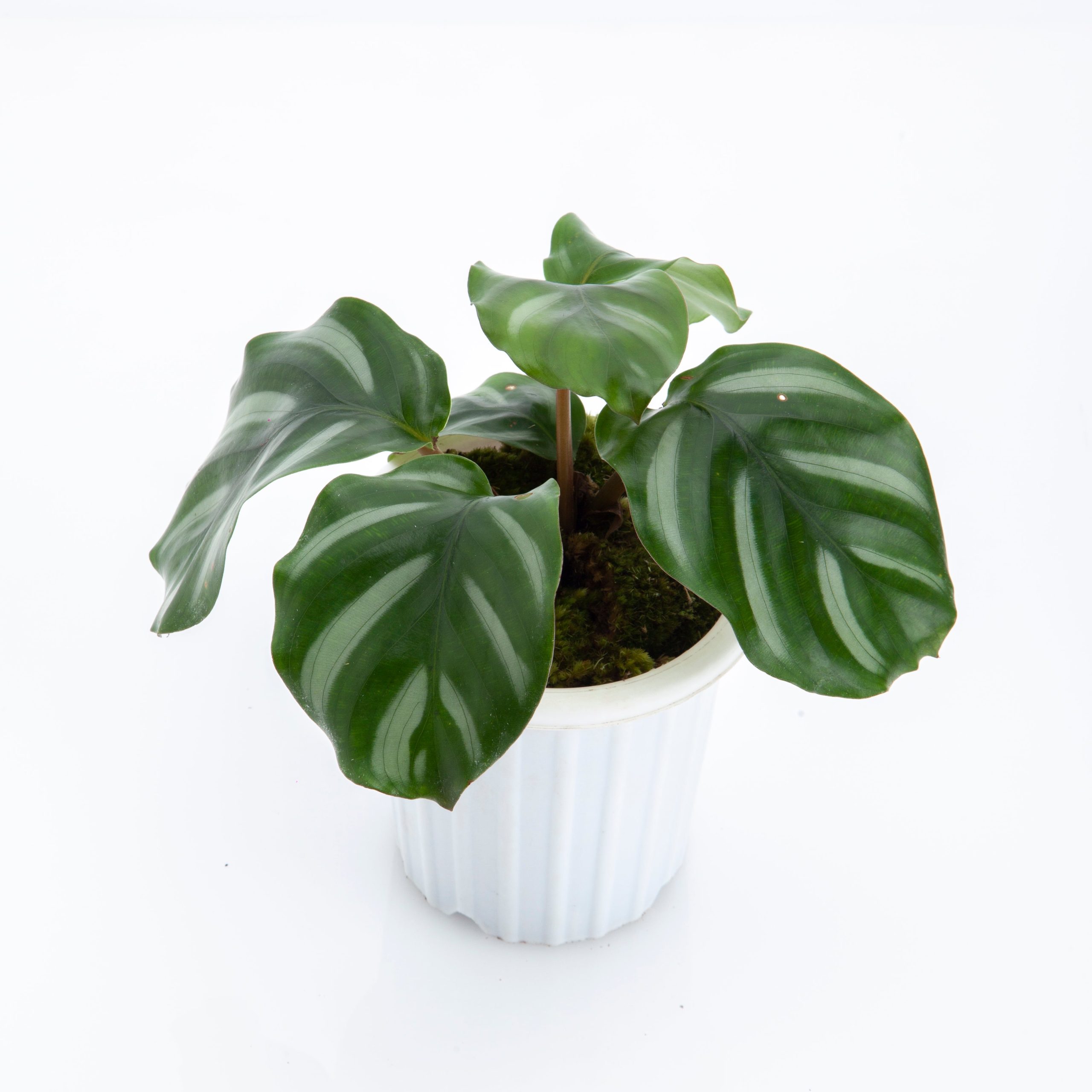 Calathea Fasciata - Image 6