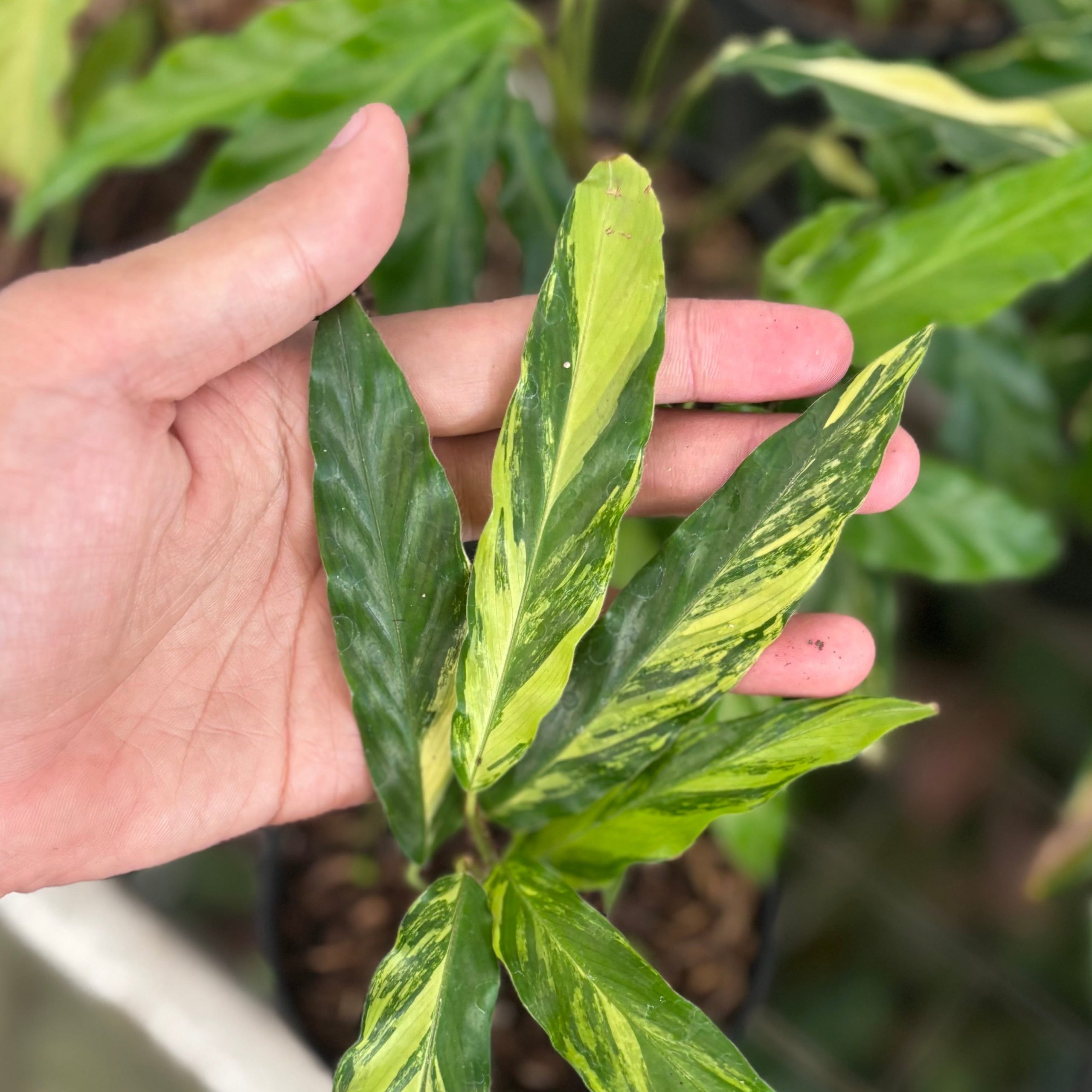 Calathea Rufibarba Variegated - Image 2