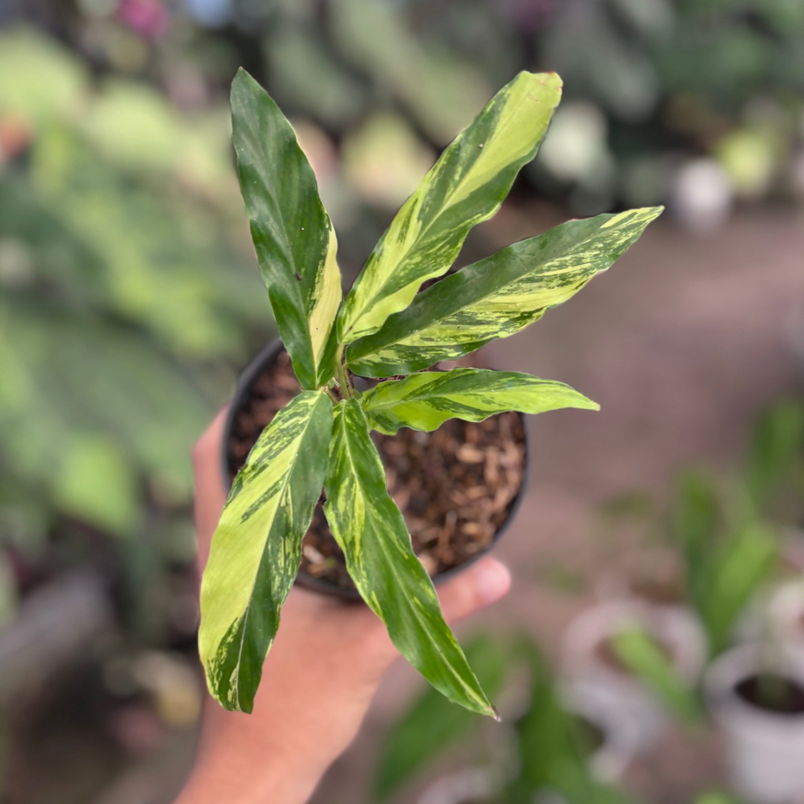 Calathea Rufibarba Variegated - Image 3