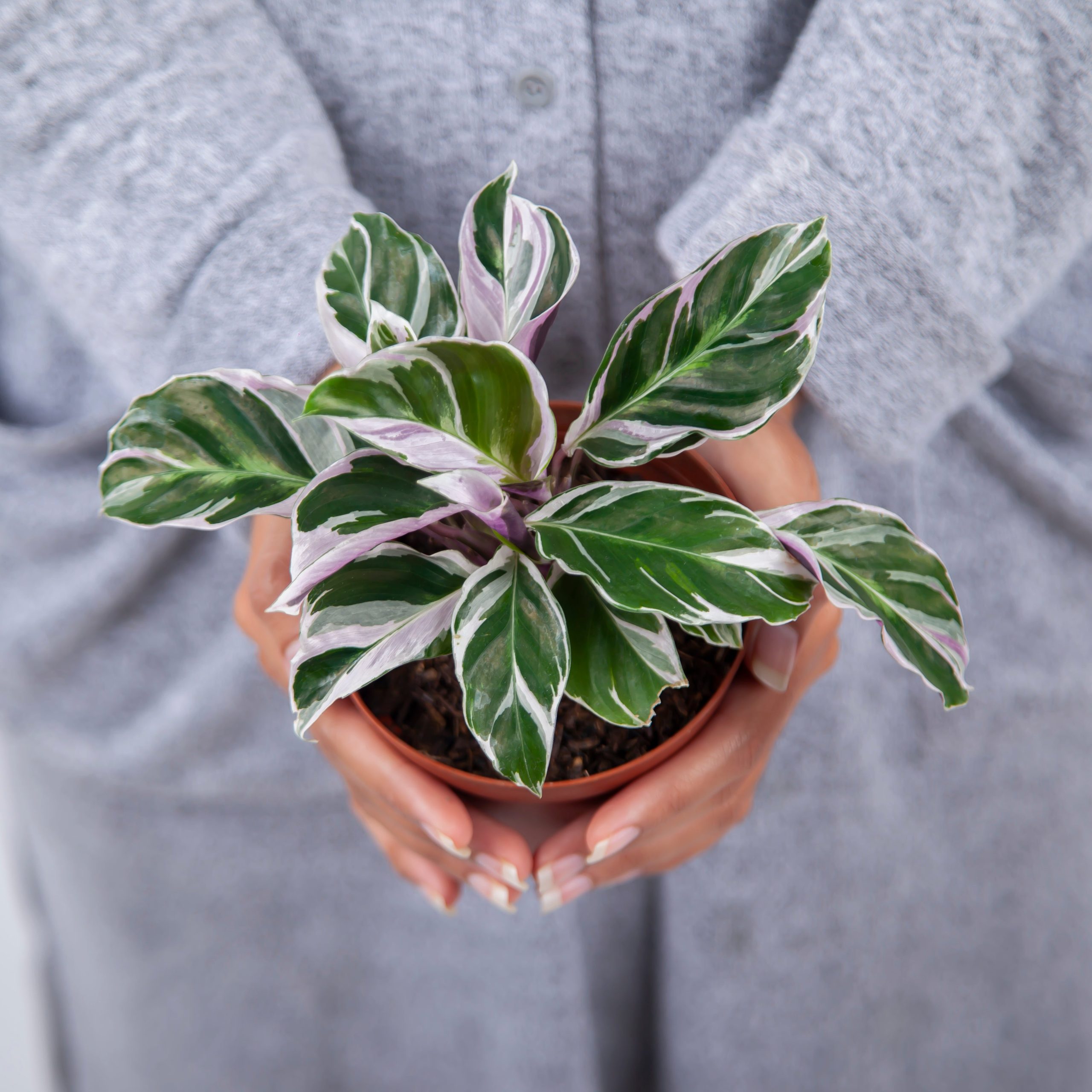 Calathea White Fusion - Image 2