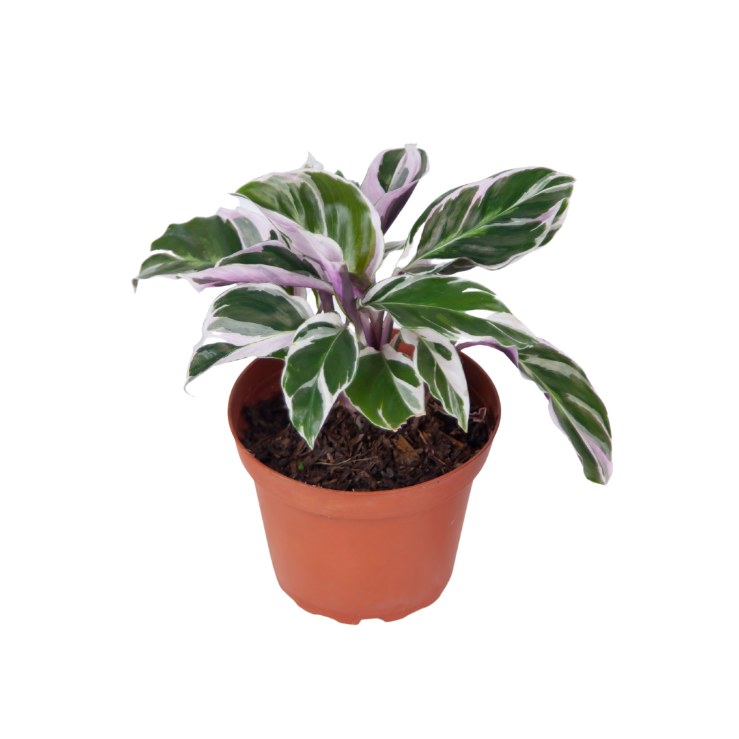 Calathea White Fusion - Image 3