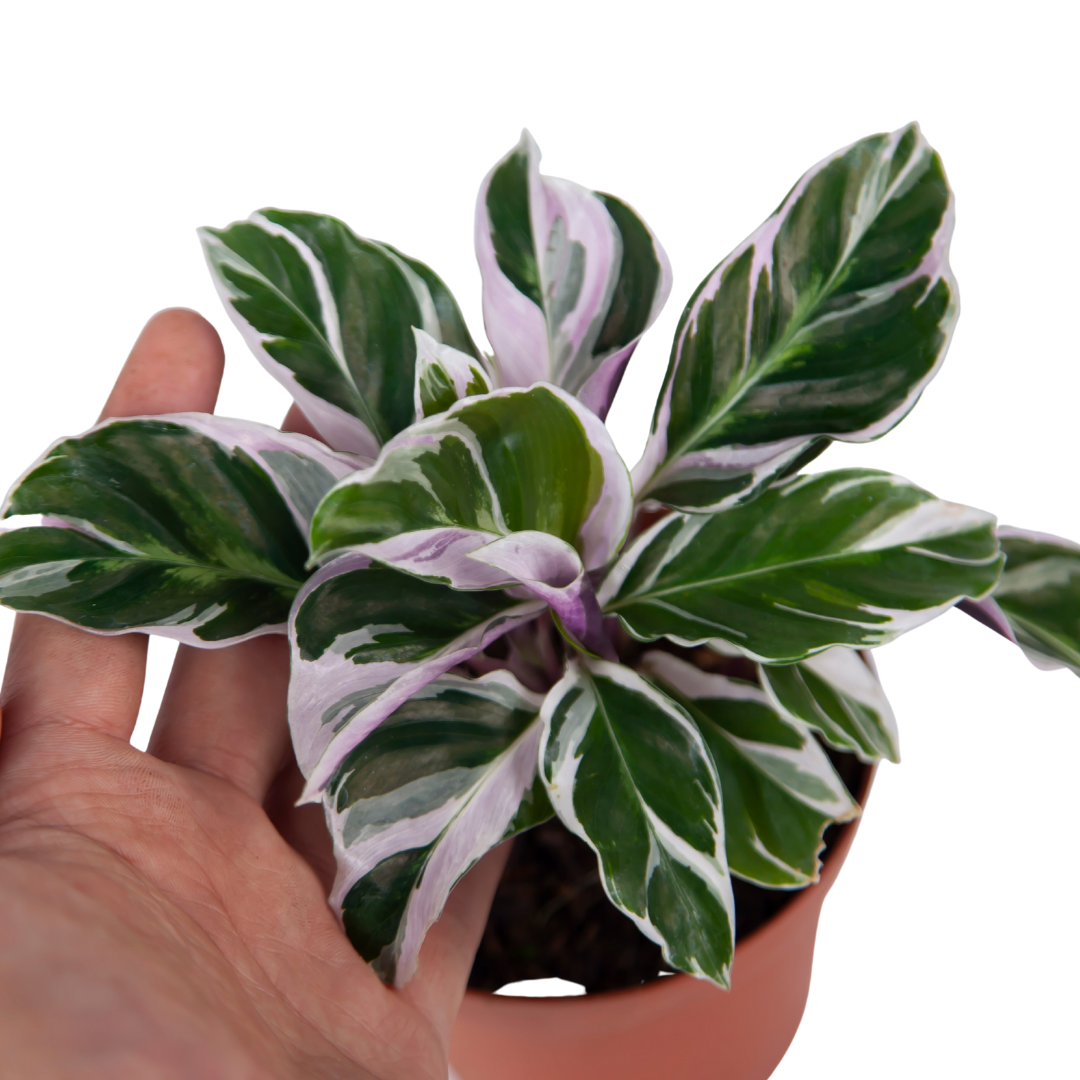 Calathea White Fusion - Image 4