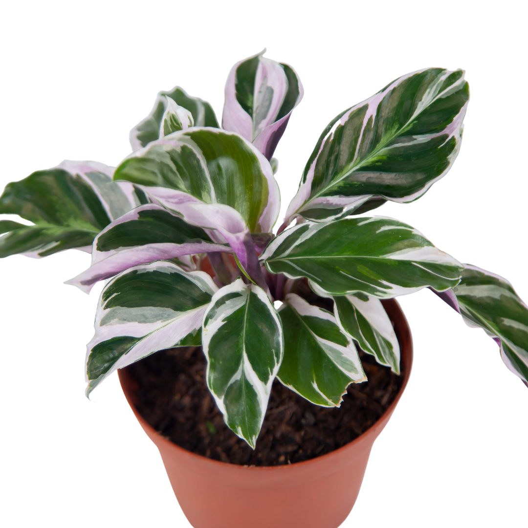 Calathea White Fusion - Image 5