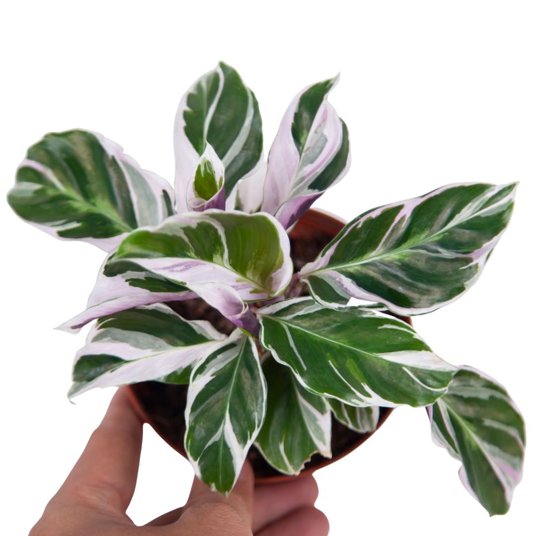 Calathea White Fusion - Image 6