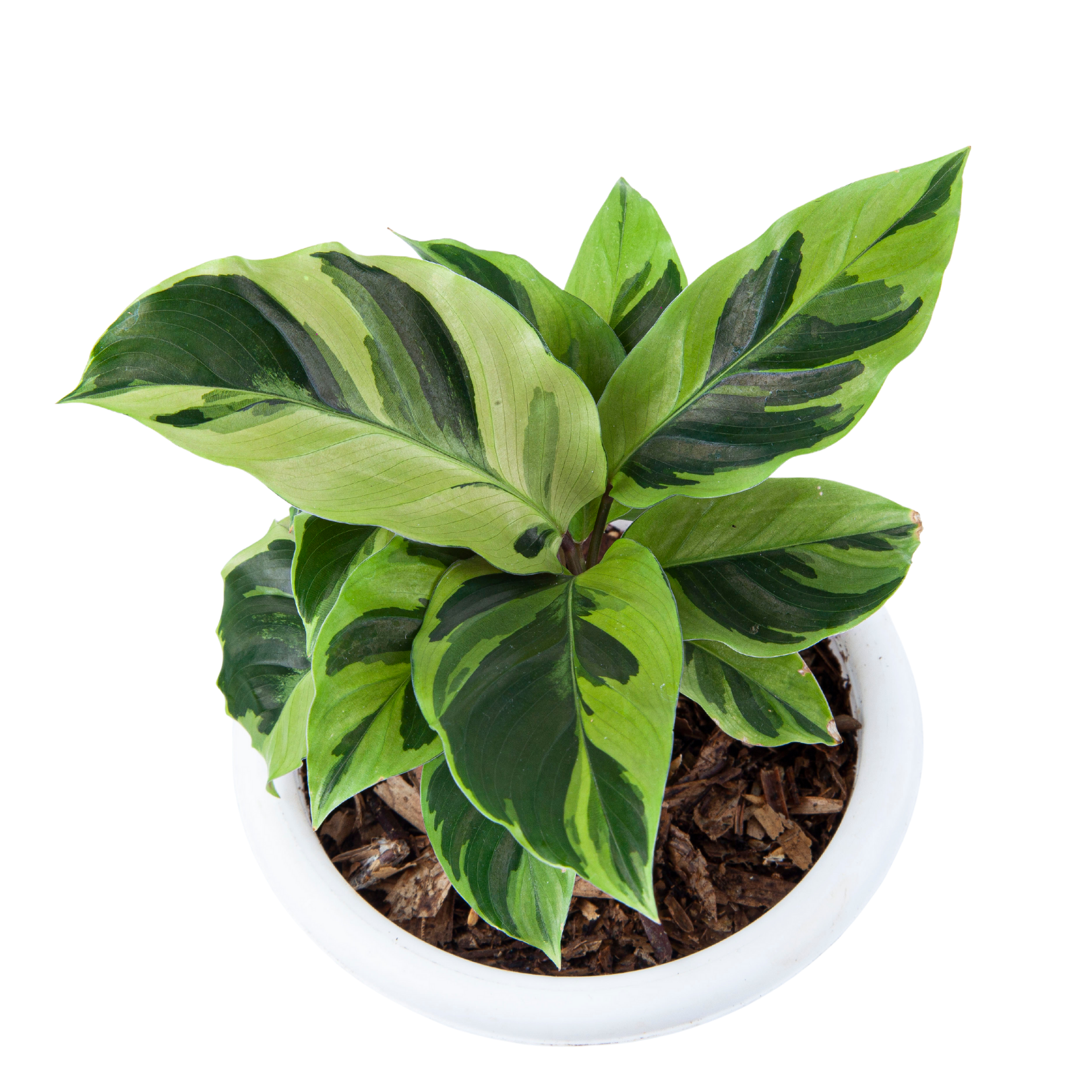 Calathea Yellow Fusion - Image 2