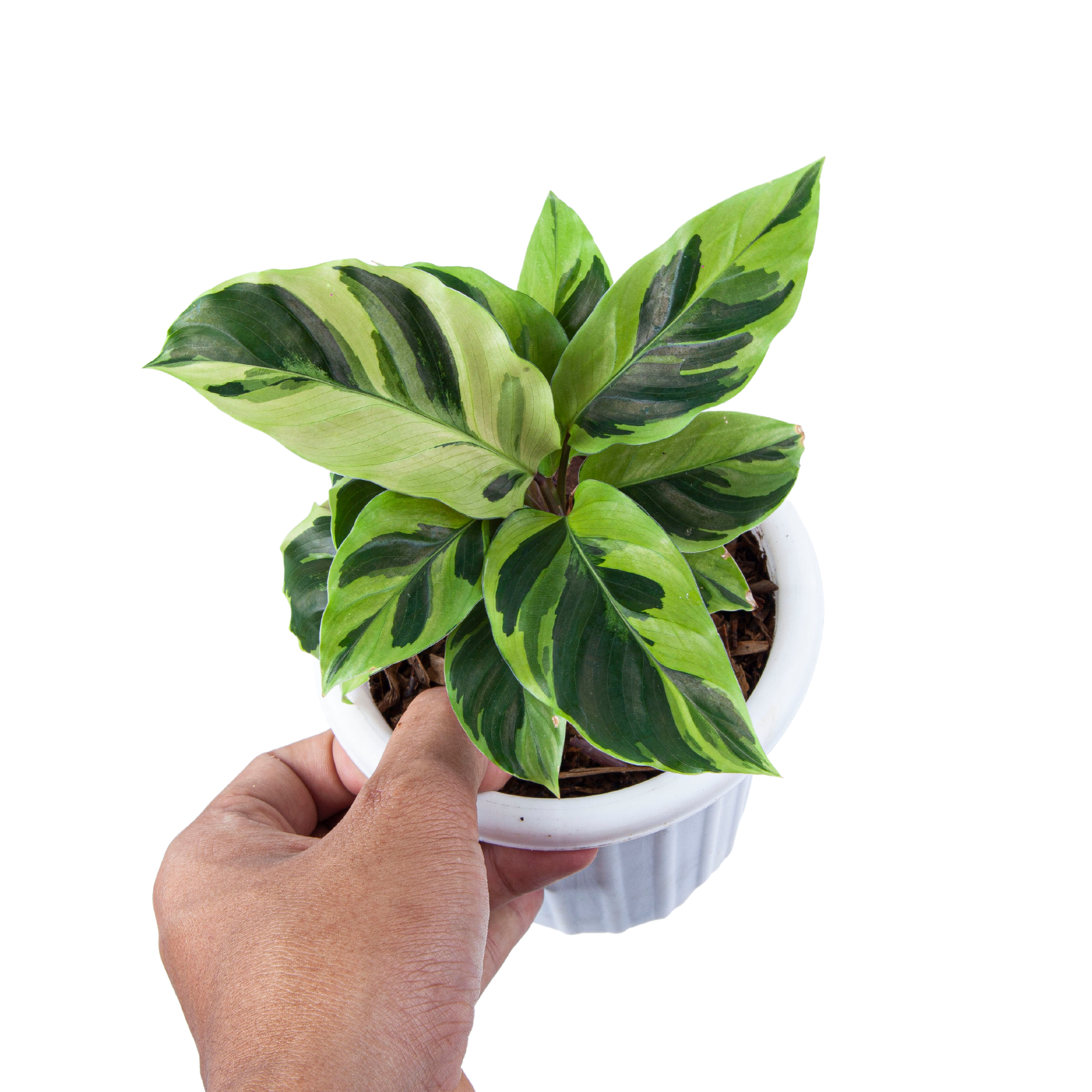 Calathea Yellow Fusion - Image 3