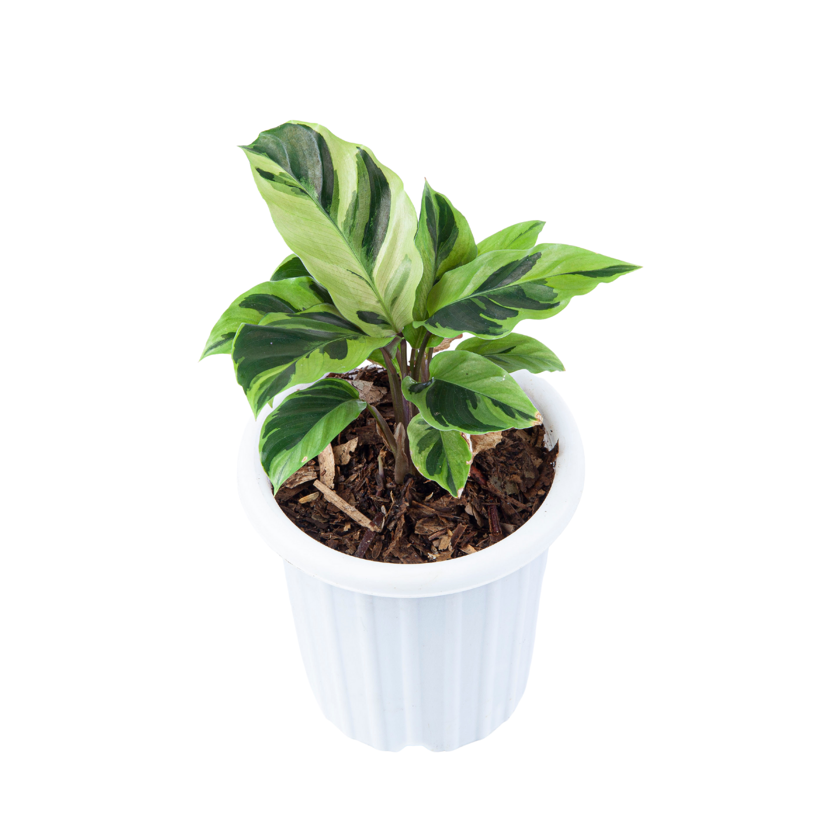 Calathea Yellow Fusion - Image 4