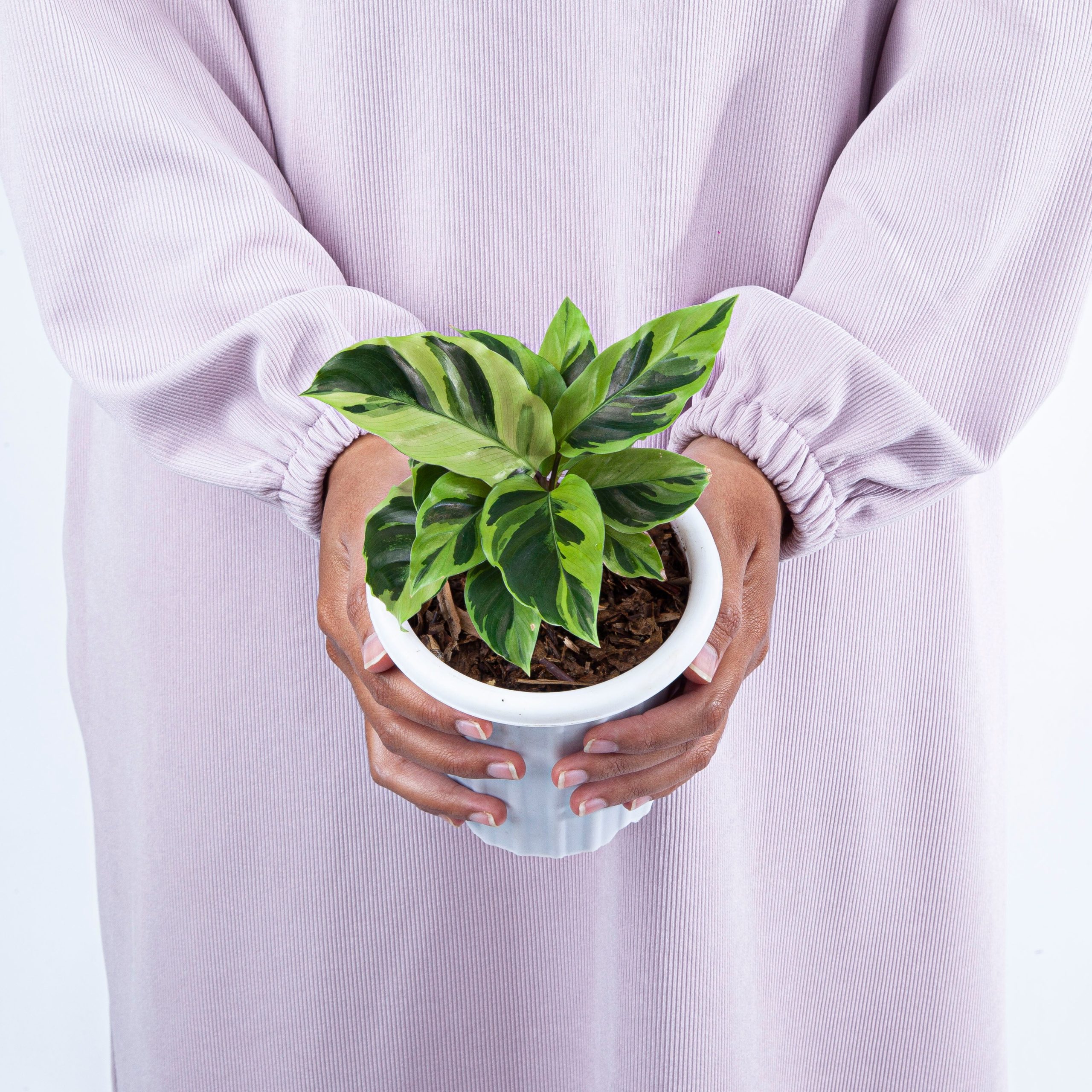 Calathea Yellow Fusion - Image 5