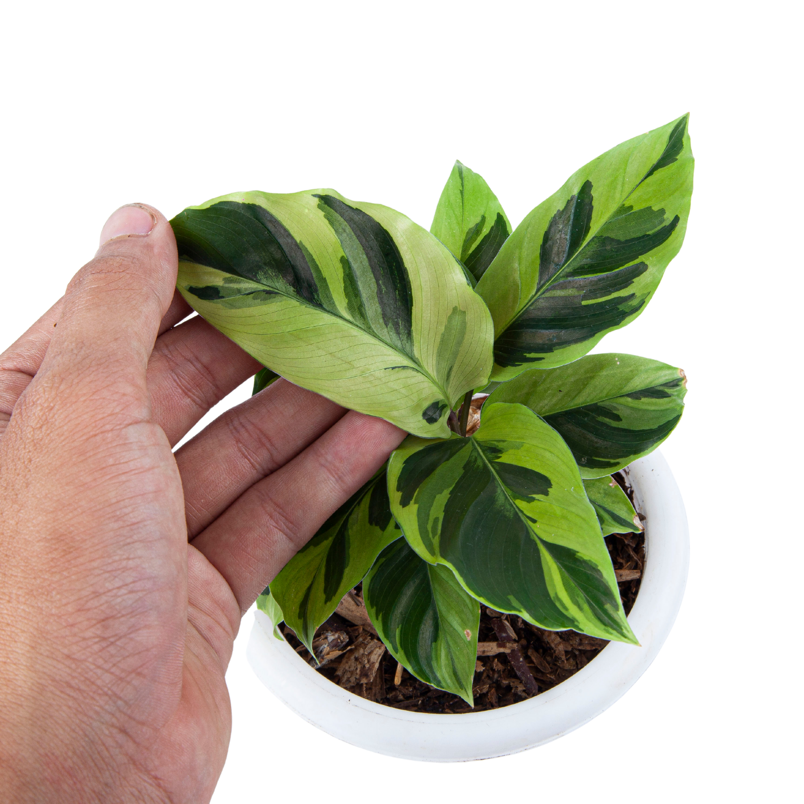 Calathea Yellow Fusion - Image 6