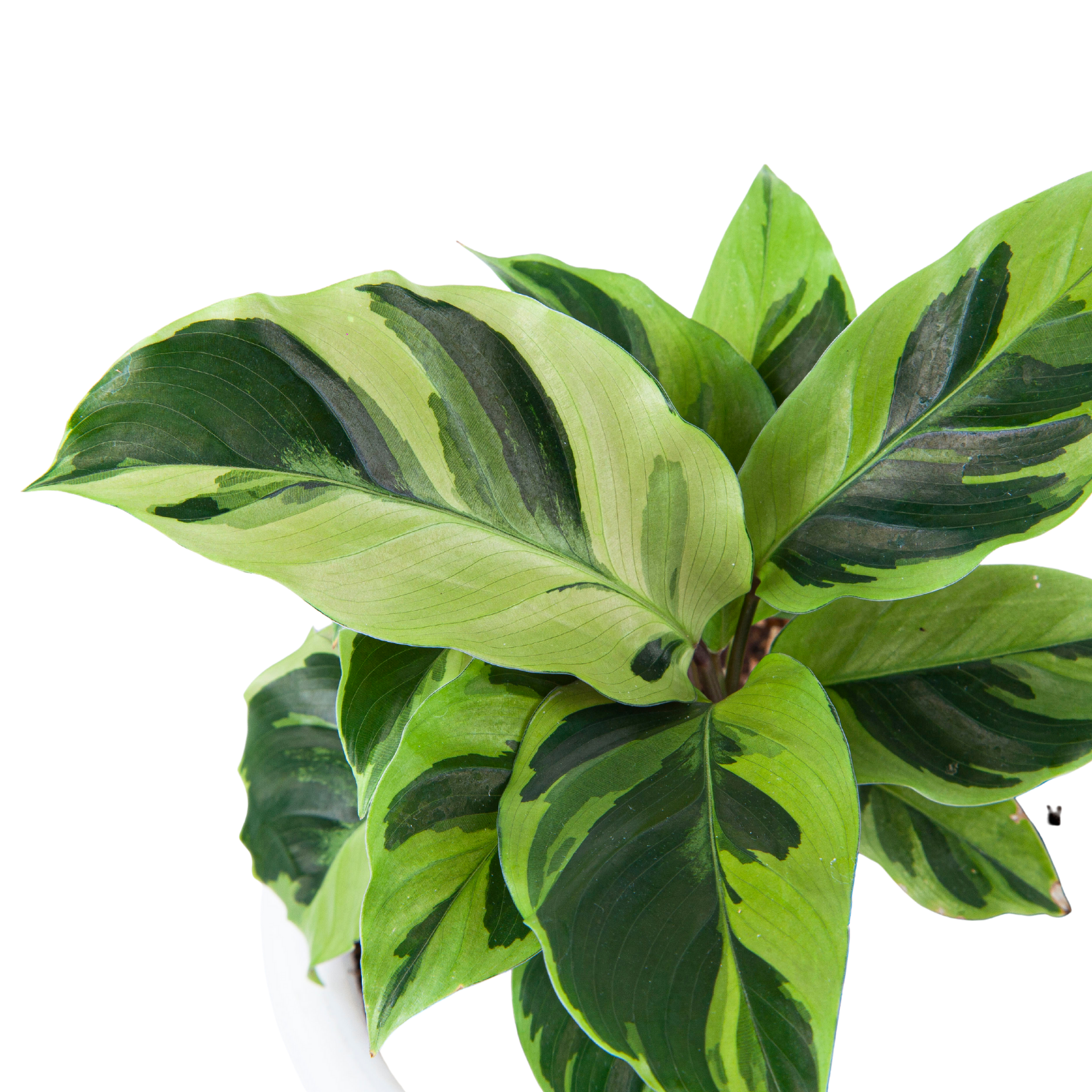 Calathea Yellow Fusion - Image 7