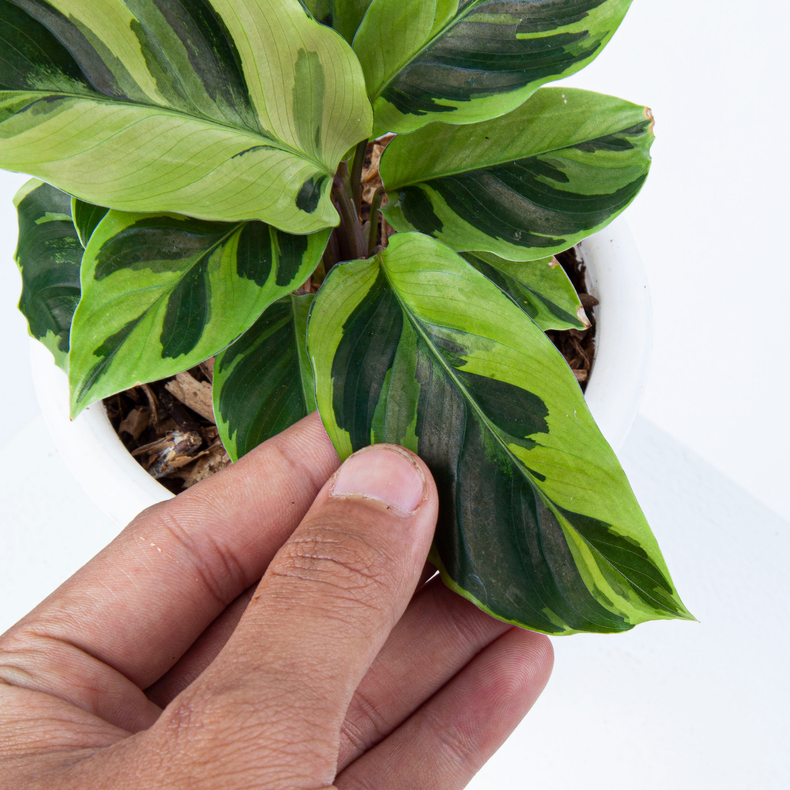 Calathea Yellow Fusion - Image 8