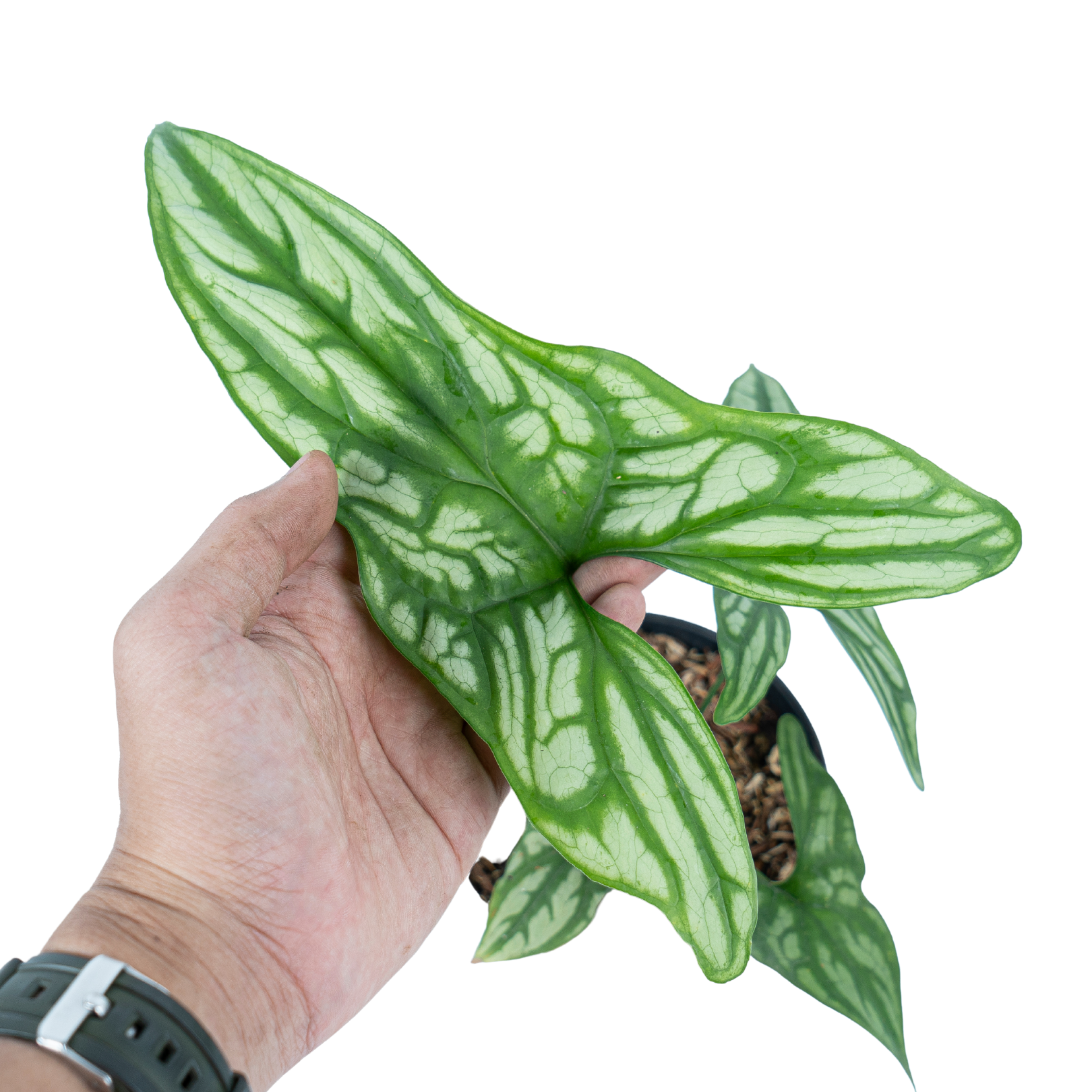 Cercestis Mirabilis - Image 2