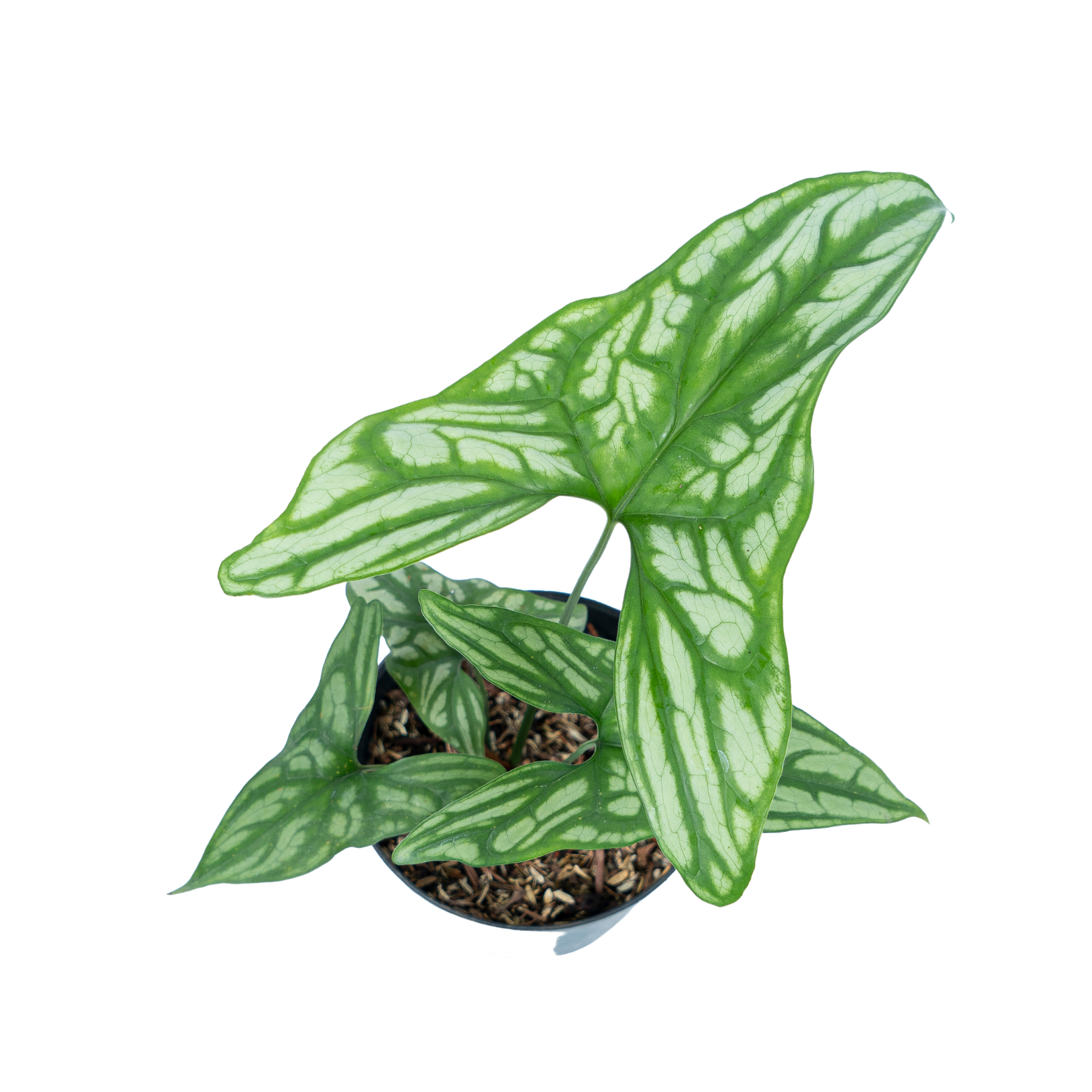 Cercestis Mirabilis - Image 3