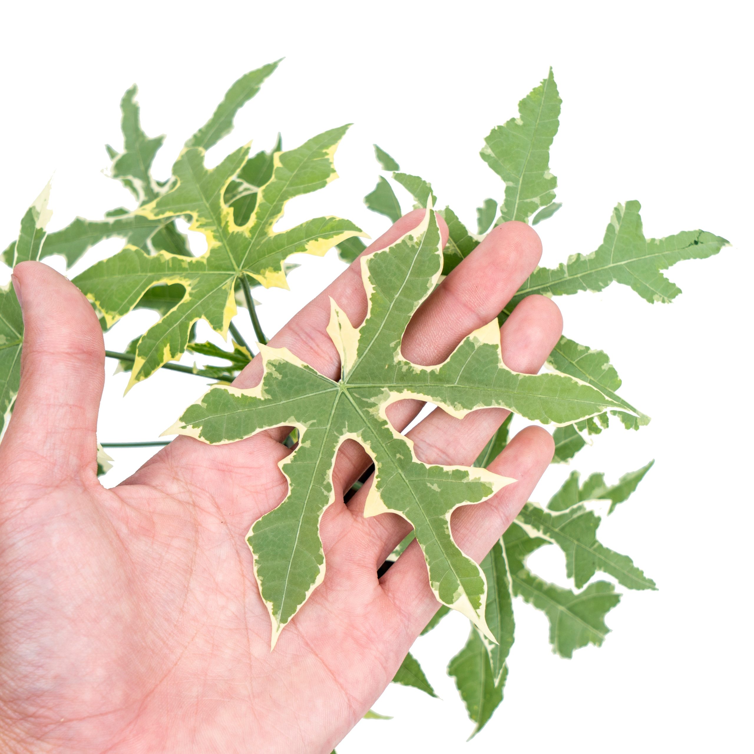 Cnidoscolus Aconitifolius Variegated - Image 2