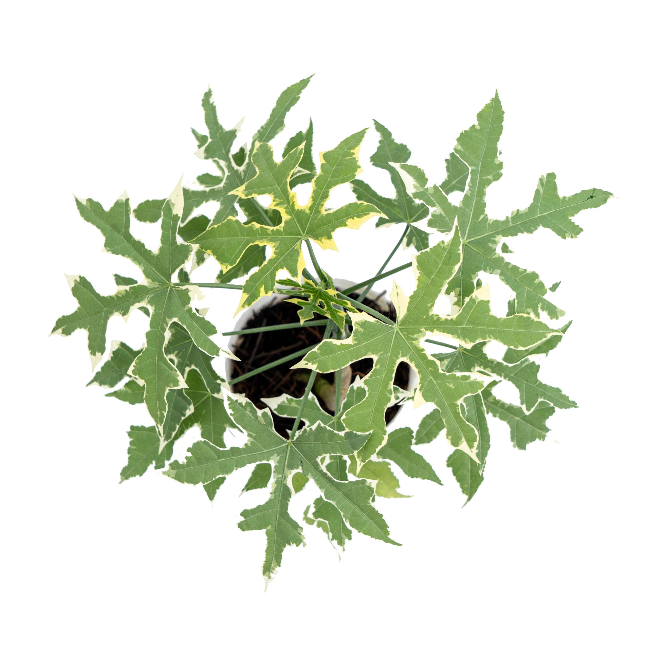 Cnidoscolus Aconitifolius Variegated - Image 3