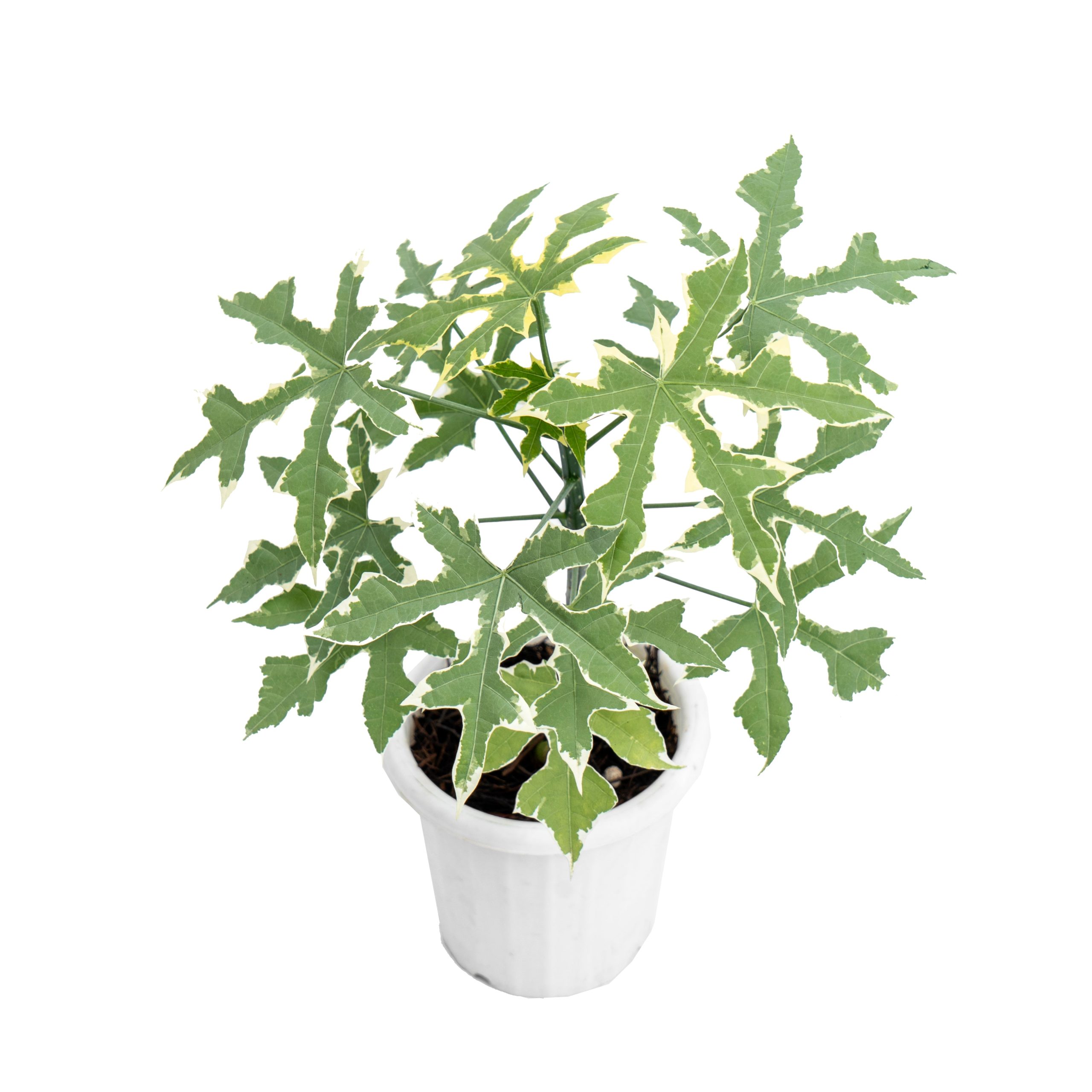 Cnidoscolus Aconitifolius Variegated - Image 4