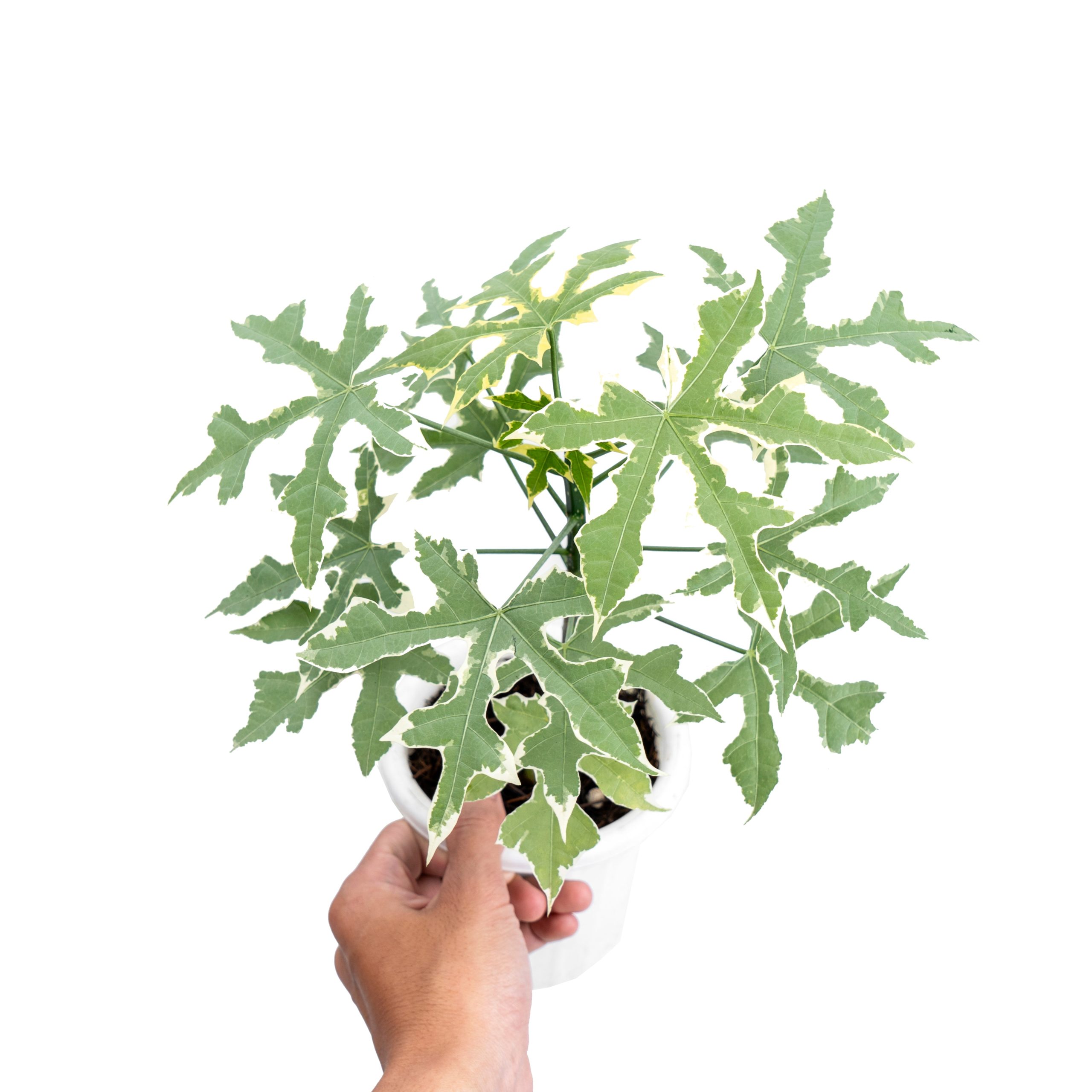 Cnidoscolus Aconitifolius Variegated - Image 5