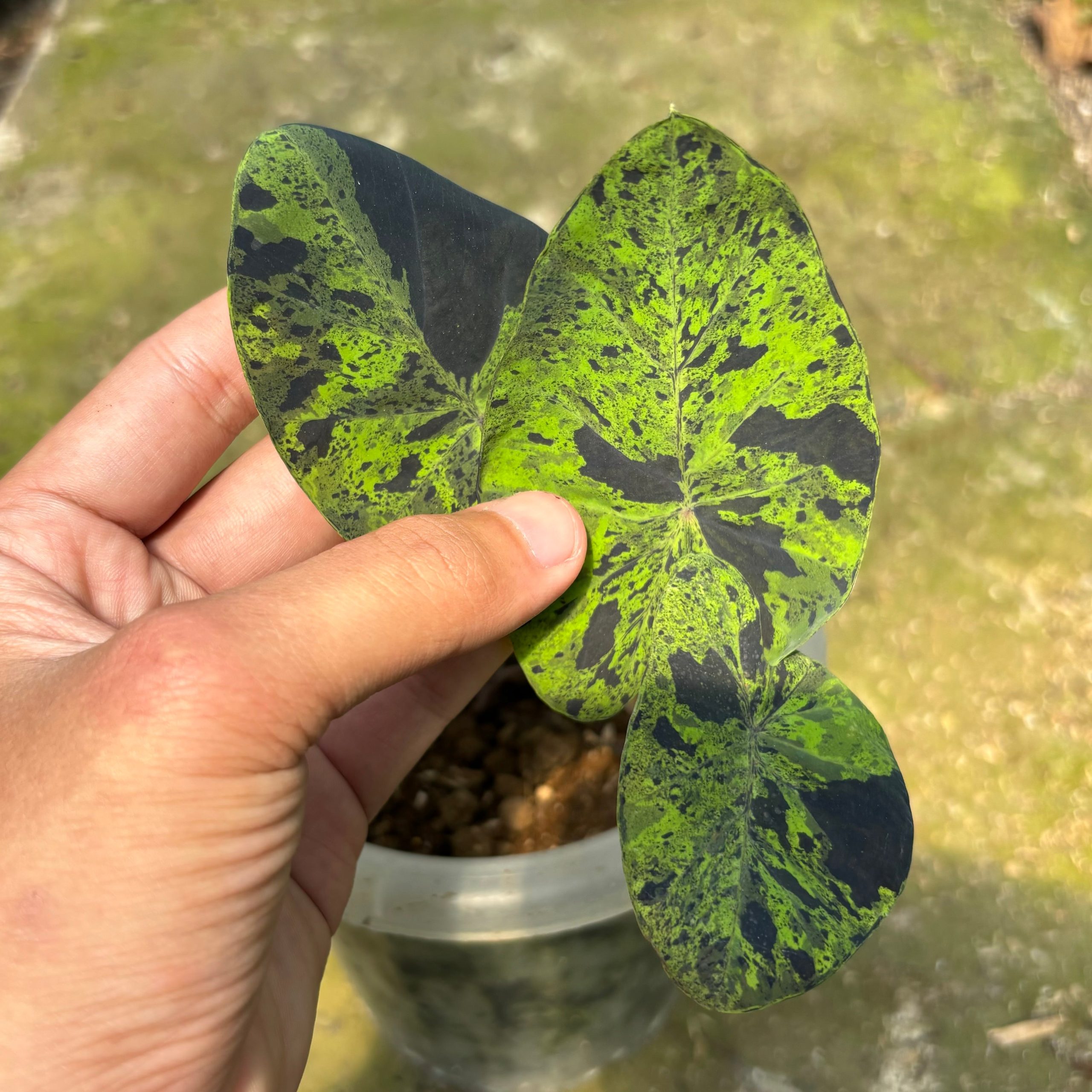 Colocasia esculenta midori sour - Image 2