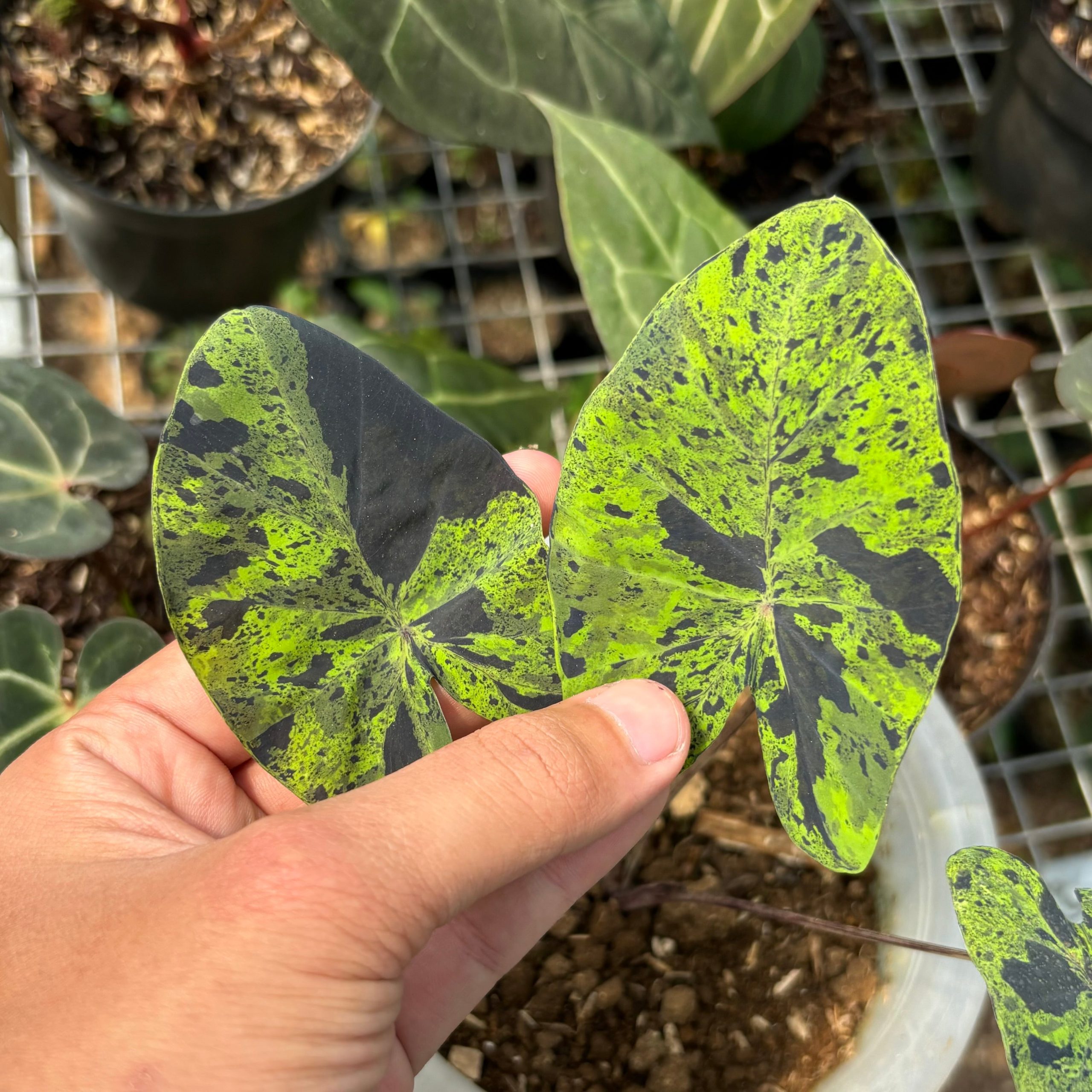 Colocasia esculenta midori sour - Image 3
