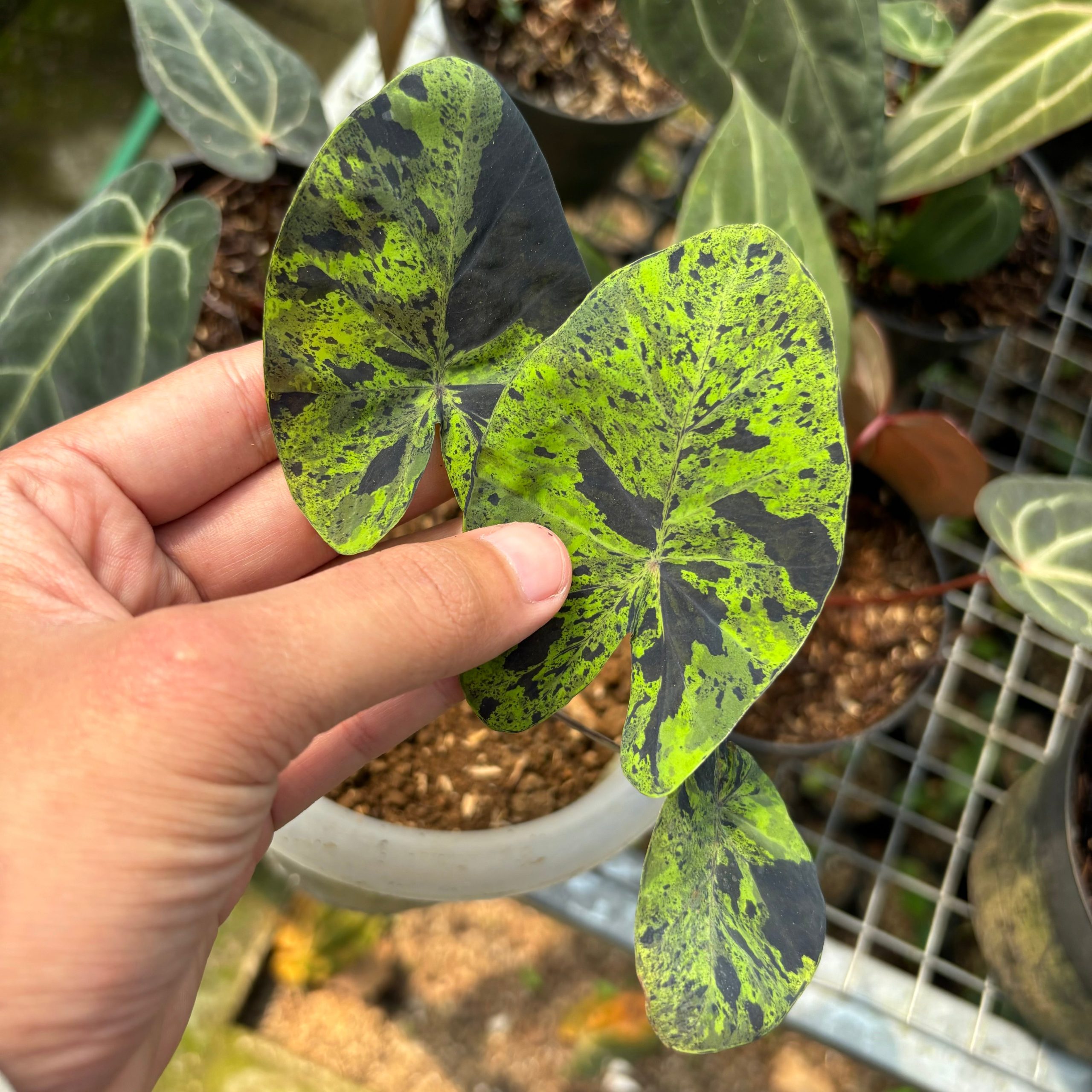 Colocasia esculenta midori sour - Image 4