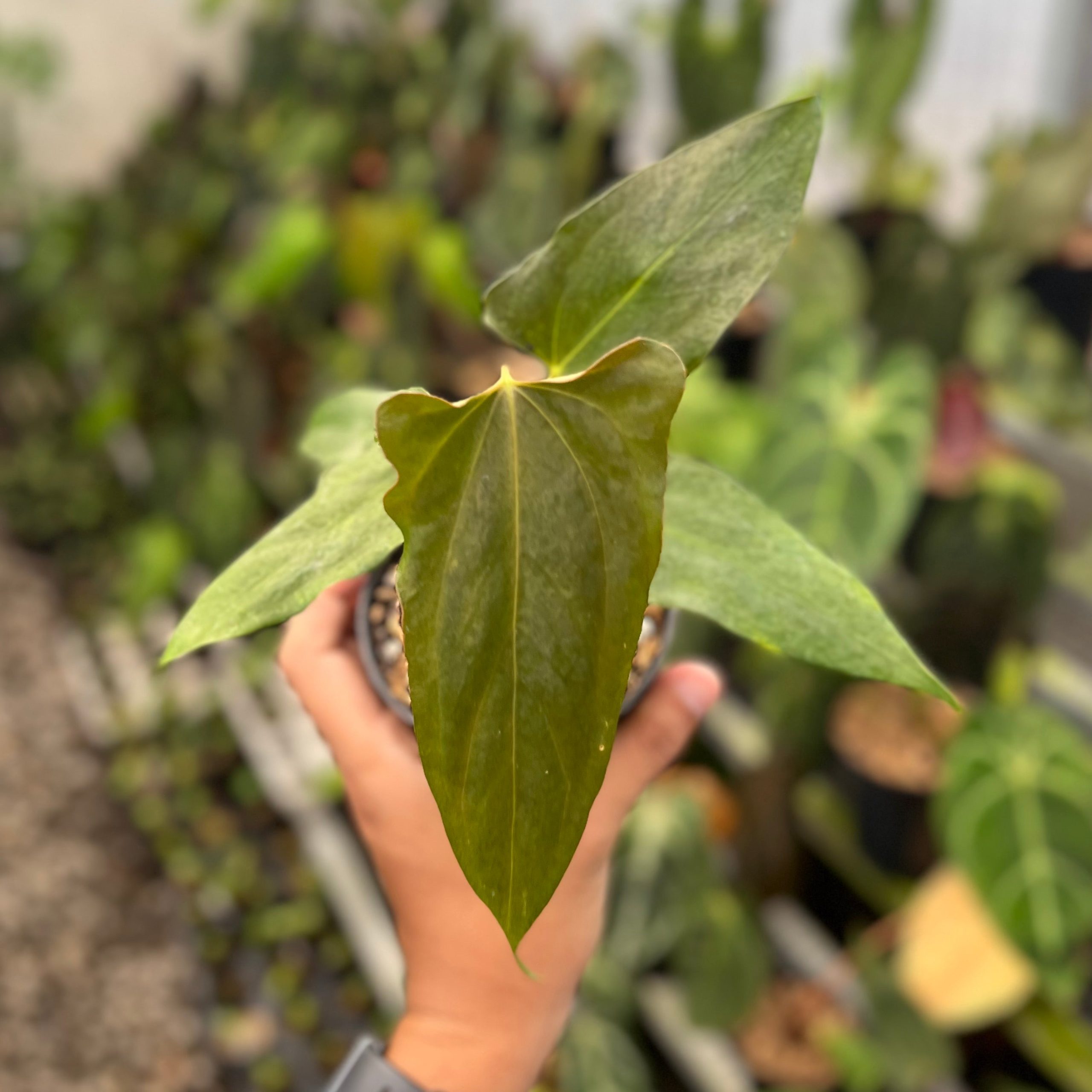Anthurium Portillae x RL