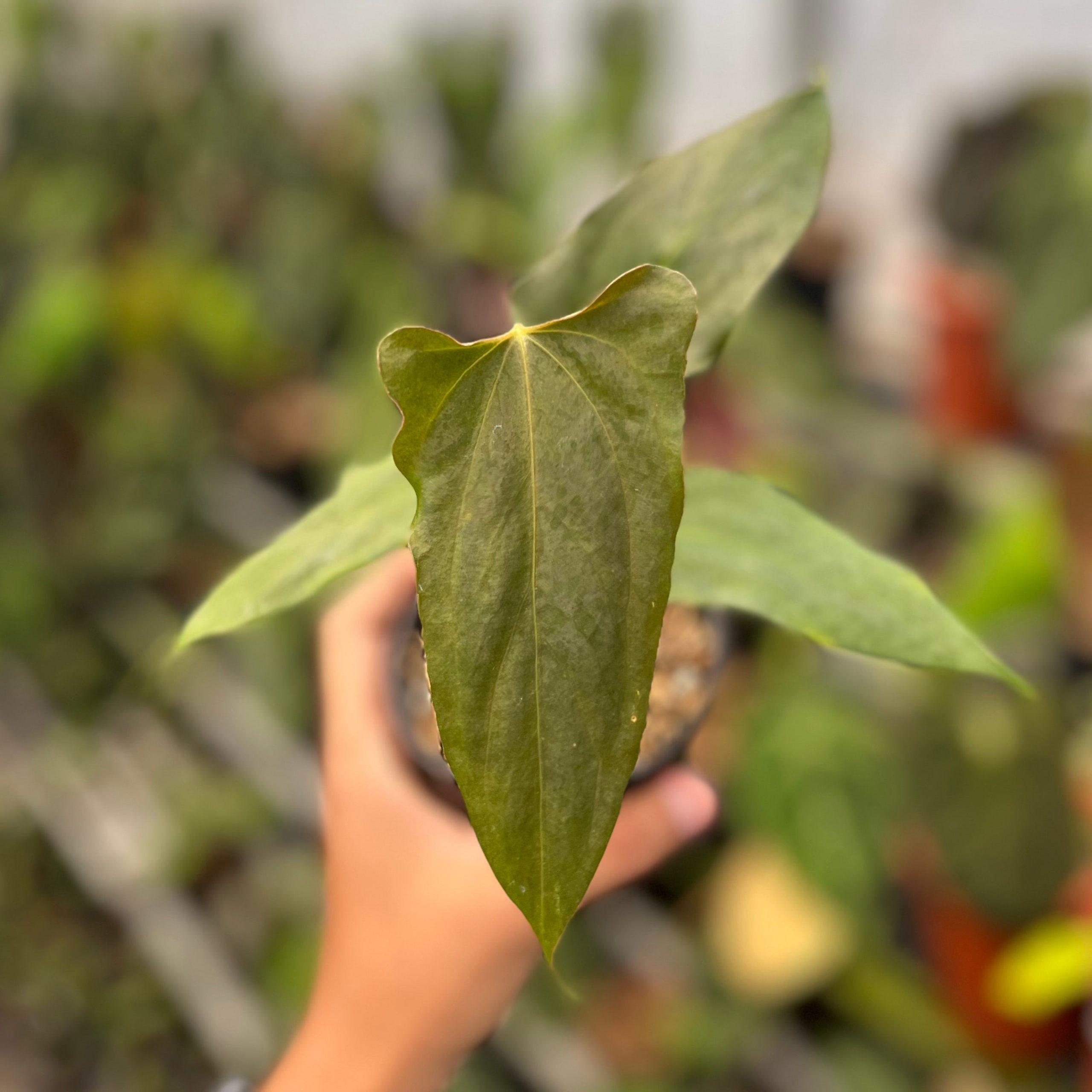 Anthurium Portillae x RL - Image 2