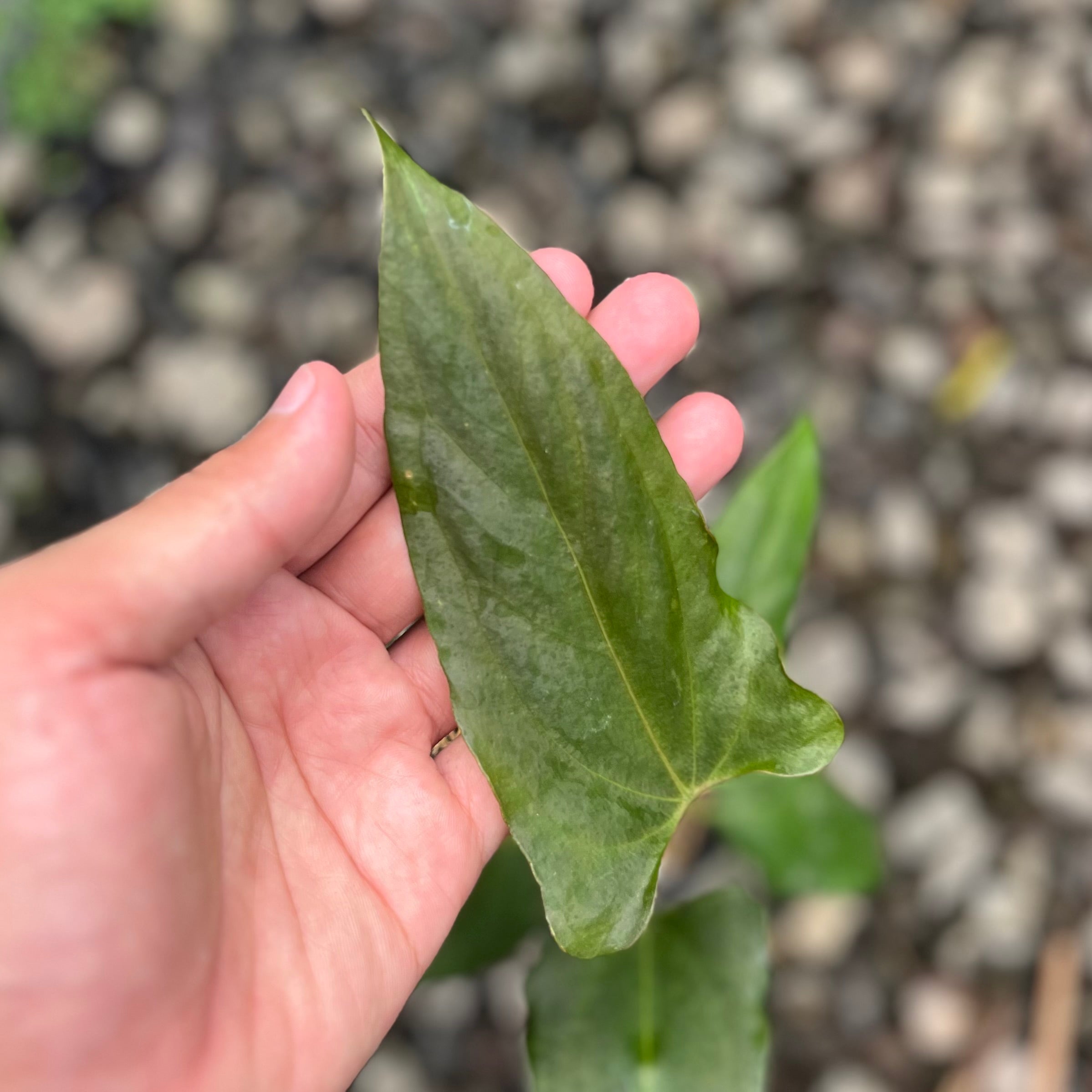 Anthurium Portillae x RL - Image 3